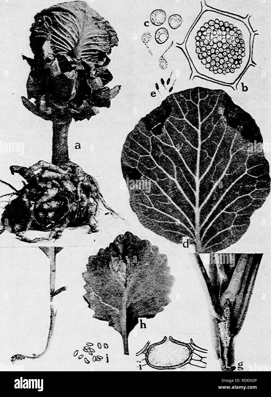 . Diseases of truck crops and their control . Vegetables. Fig. 30, Cabbage Diseases. a. Club root (after Cunningham), b. cell filled with spores of the club root or- ganism, c. spores and swarm spores of Plasmodiophora brassica {b. and c. after Chuff), d. black rot of cabbage (after F. C. Stewart), e. individual black rot germs of Pseuaomonas campestris, f. black-leg on young cabbasre seedling, g. black-leg lesion on foot of older cabbage plant, A. black-leg lesior â - Phoma olerace&lt;E,j. pycnospores of P. olexacecs {i. aiLc/;. riir.^r v.ivi=.v -..-. Please note that these images are extract Stock Photo