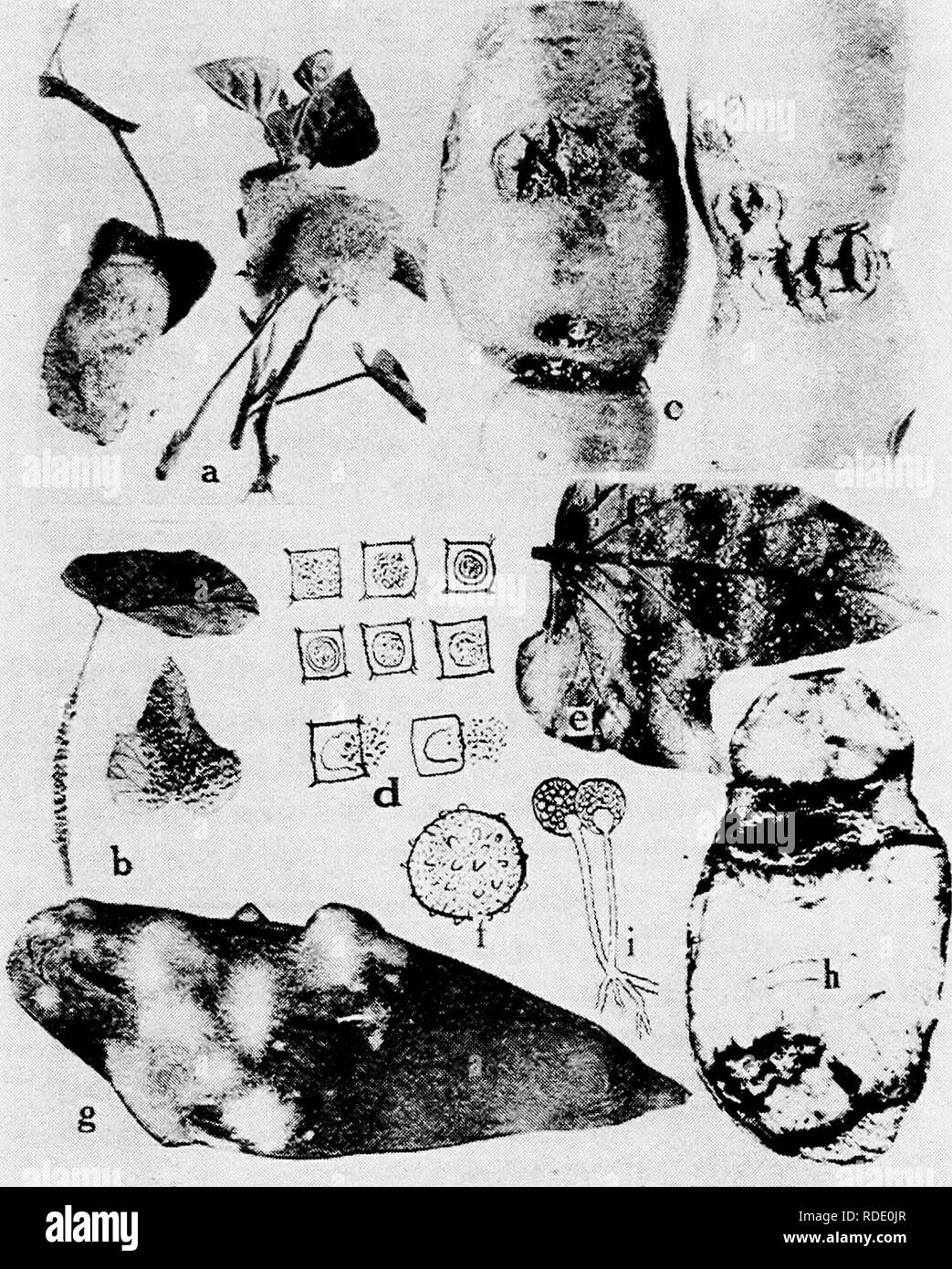 . Diseases of truck crops and their control . Vegetables. Fig. 25. Sweet Potato Diseases. a. Slime.mold {Fuligo violacea), h. slime mold {Pkysarum plumbeu'm), c. pox or pit, d. formation of a cyst and liberation of spores of Cystospora batata (after ElHot), e. white rust, /. oospore of the white rust fungus, g. soft rot, h. ring rot, i. fruiting stalks of Rkizopus nigricans.. Please note that these images are extracted from scanned page images that may have been digitally enhanced for readability - coloration and appearance of these illustrations may not perfectly resemble the original work..  Stock Photo