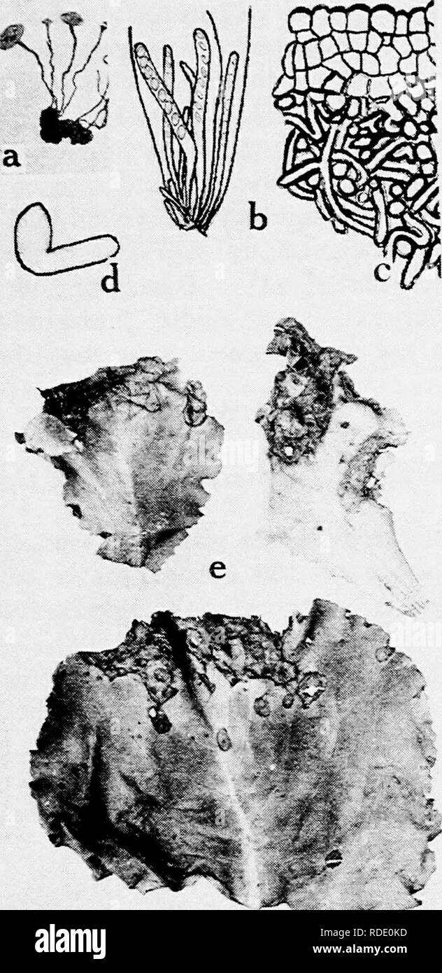 . Diseases of truck crops and their control . Vegetables. Fig. 23. Lettuce Diseases. a Germinating sclerotium of SderoHnia liberliana the'cause of lettuce drop, 6. section of fruiting cup (aoothecium) showing asci. ascospores and fiaraphyses of S. liberliana. c. section through sclerotium of A. /.â¢;.Â»w.-^Â«&quot; J r-^-T-.-.-ating ascospore of 5. Â«Offnia?ia (.a. ':'. ,. r'-. â - - âvens), e. Cercospora leaf spot.. Please note that these images are extracted from scanned page images that may have been digitally enhanced for readability - coloration and appearance of these illustrations may n Stock Photo