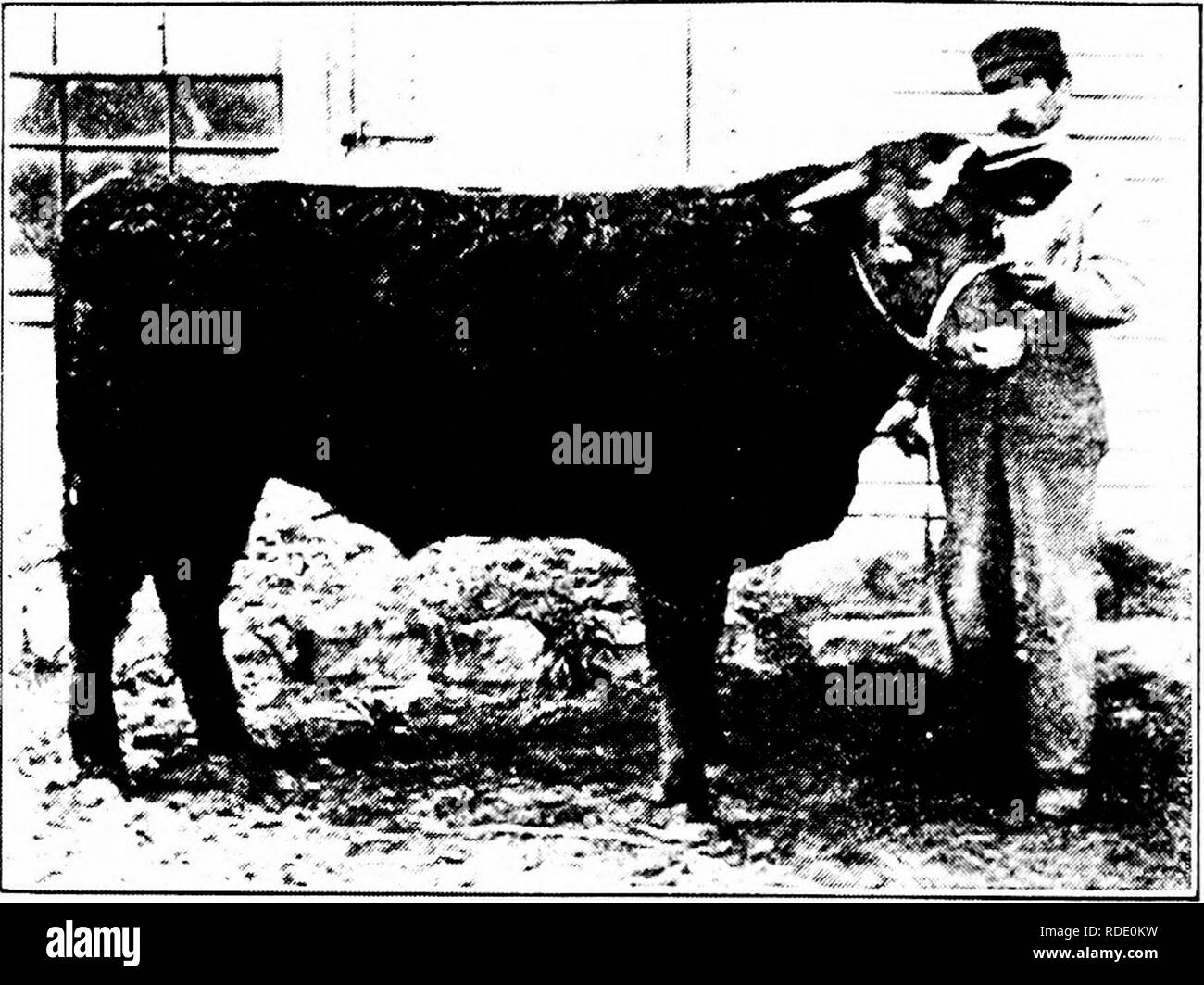 . The management and feeding of cattle . Cattle; Feeds. 322 THE MANAGEMENT AND FEEDING OF CATTLE the animals are put in the ring. Exhibitors are by no means agreed as to the amount of washing that is beneficial, but all are agreed that some is helpful. Ex- cessive washing, besides being wasteful of labor, is thought to tend to the promotion of a harsh condition of the hair, a result probably of removing too much of the oily principle from the hair which it would other-. GRADE SHORTHORN CALF, COLLEGE BOY A Great Prize Winner at the International Fat Stock Show, Chicago (By courtesy of the owner Stock Photo