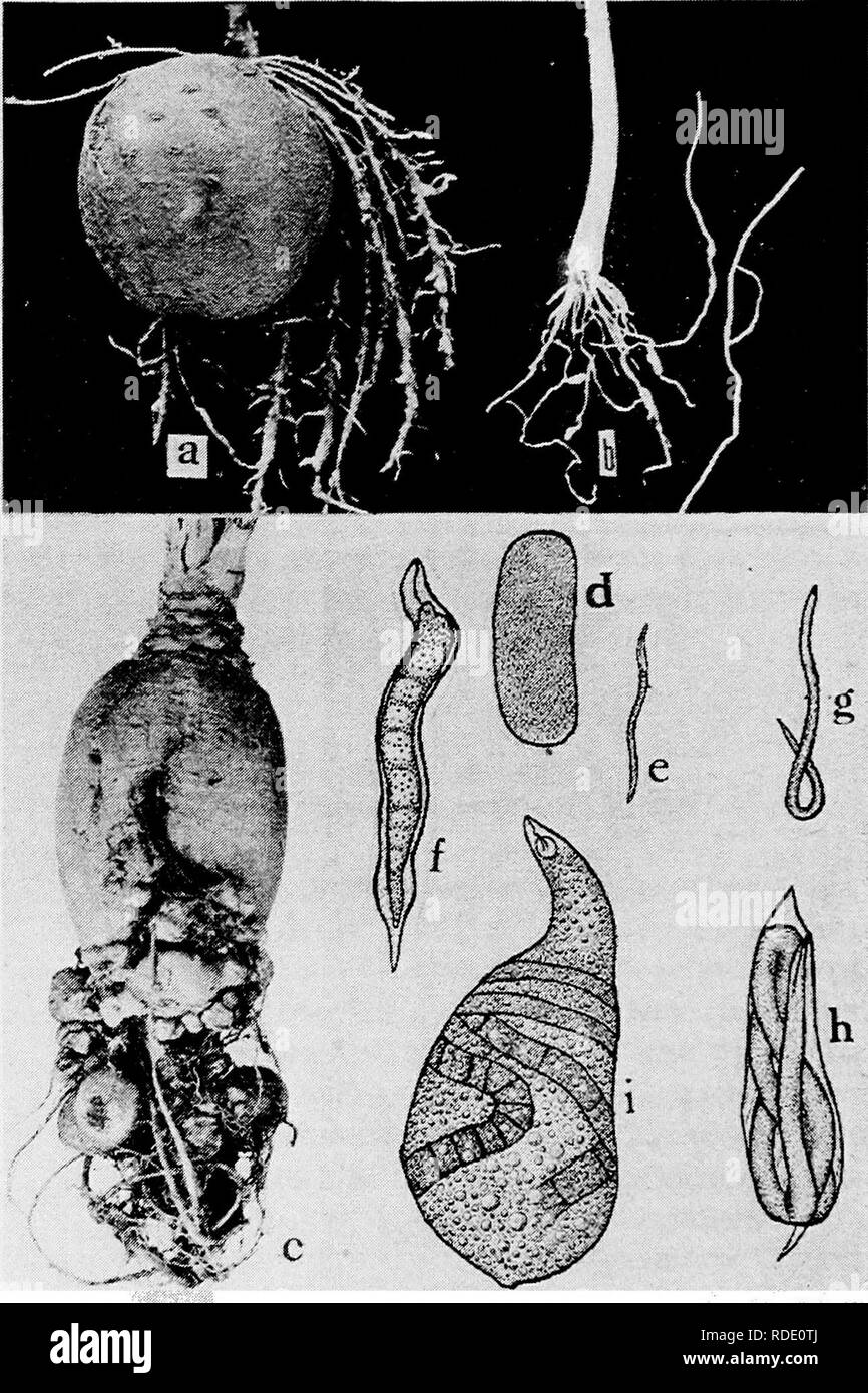 . Diseases of truck crops and their control . Vegetables. Fig. 8. Nematode Root Knot. a. Root knot of Irish potato, b. root knot of onion, c. root knot of parsnip, d. egg of nematode, Heterodera radicicola, e. youn, 'izr'- . ^ â¢-Â»&quot;-,Tmwn r^^ax^ worm, g. young male worm, h. matured male wÂ«-6^Tn-i r^s^^^y ^^ ^11.^^^,^,^,, ,..., :,   ,. covering, j, matured female worm (d. to Â». great .-;:;!-.â .- r. . Ill - .â¢.. .. Please note that these images are extracted from scanned page images that may have been digitally enhanced for readability - coloration and appearance of these illustrations Stock Photo