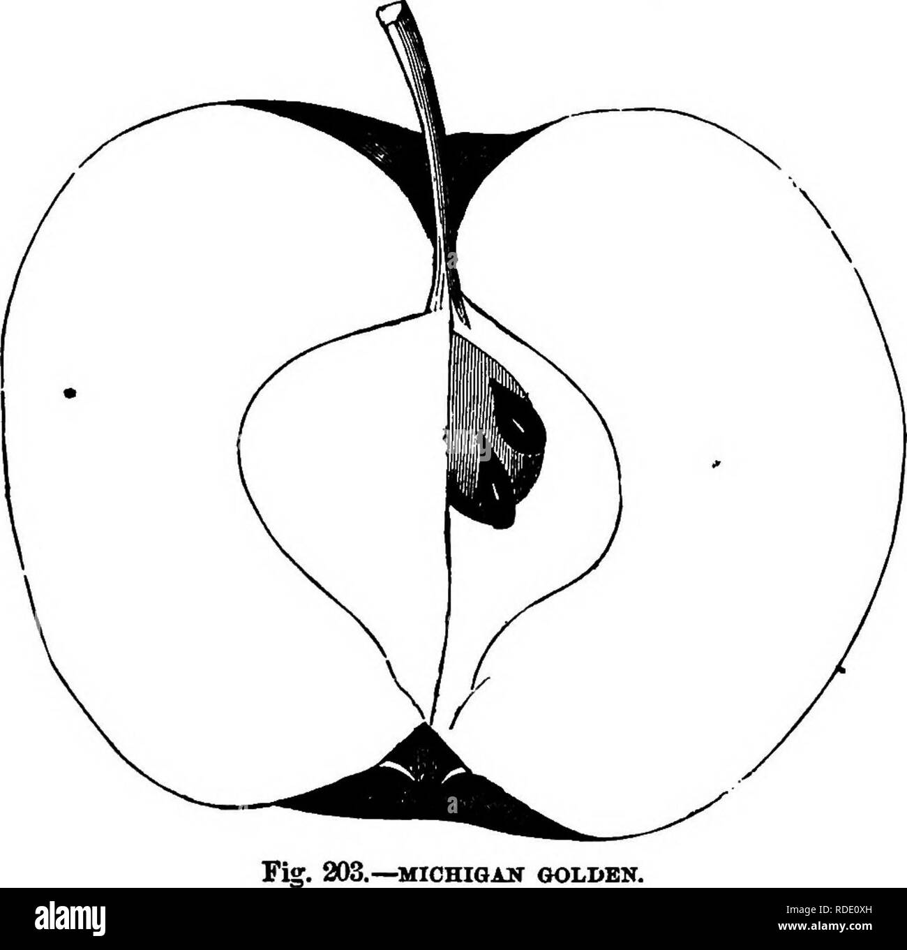 . American pomology : apples . Apples. CLASS III.—ROUND APPLES.—I. IL I. 577 Fruit large, globular, slightly conic, truncated and some- •what angular; Surface smooth, becoming greasy, green- ish yellow ; Dots minute, prominent. Basin abrupt, folded; Eye small, closed. Cavity wide, wavy; Stem long, inclined. Core medium, closed, clasping; Seeds numerous, long,. —^MICHIGAN GOLDEN. pointed; Flesh yellow, breaking, juicy; Flavor sub-acid; Quality nearly best; TJse, table, kitchen; Season, Septem- ber to November. monmoiitli Pippin. RED OHEEE. Fruit rather larger handsome, roundish or flattened, re Stock Photo