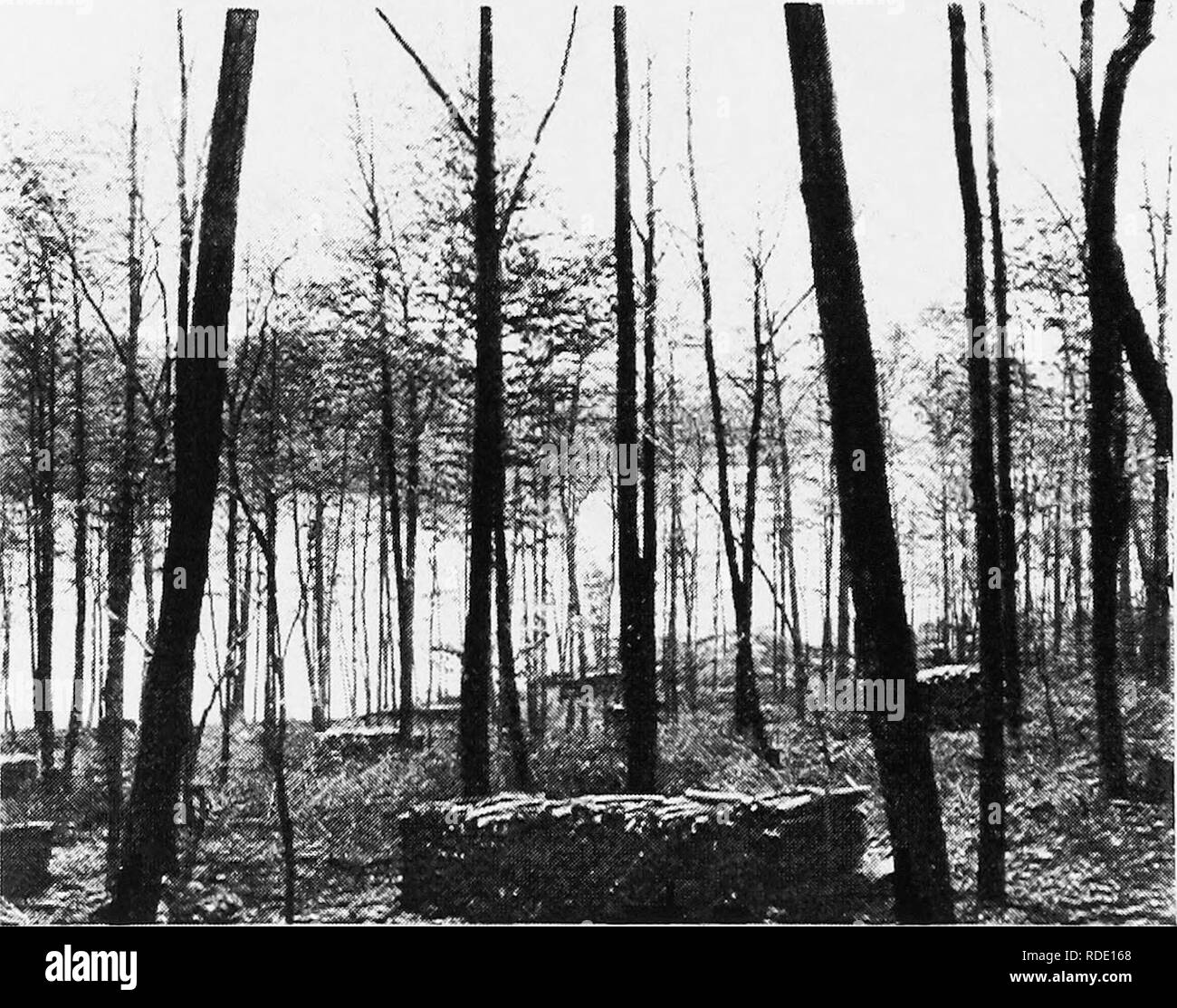 Cordwood Black and White Stock Photos & Images Alamy