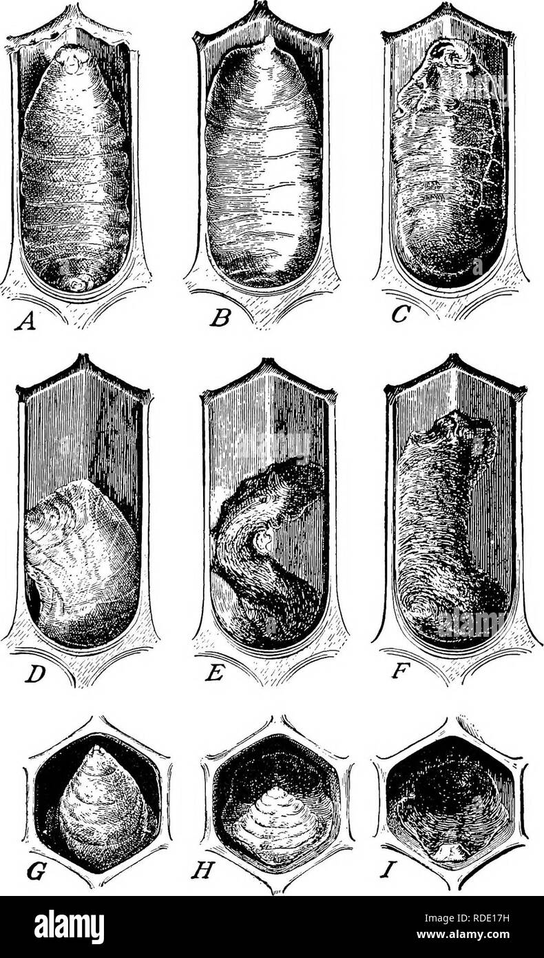 Diseases Of Bees Bees 14 Cieculae 3 9 2 V S Department Of Agriculture Fignsb 10 Symptoms Of European Foulbrood A Ventral View Of An Extended Larva Re Cently Dead Of
