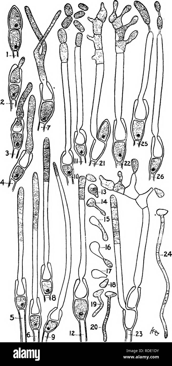 . A text-book of mycology and plant pathology . Plant diseases; Fungi in agriculture; Plant diseases; Fungi. 5i8 SPECIAL PLANT PATHOLOGY. Fig. 187.—Hollyhock rust, Puccinia malvacearum. i, Typic mature telio- spore; 2-6, different stages in growth of promycelium (basidium); 7, forked promy- celium; 8, basidium dividing into 4 cells; 9, basidium resembling a germ tube; 10—12, cells breaking apart; 13-16, germination of promycelial cells; 17, empty cell; 18, mature basidiospores; 19, 20, same in germination; 25, 26, formation of chlamydo- spore-like bodies in old promycelia. {After Taubenhaus, J Stock Photo