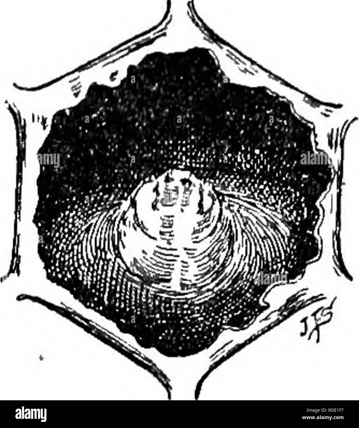 . Diseases of bees. Bees. Apr. 12,1924 Development of American Foulbrood 139 added to each tube and it is then slanted. Series of agar slants varying in sugar concentration are inoculated with either vegetative cultures or diseased material containing only spores. To determine spore germination an approximately uniform amount, about one 2-mm. loopful of ropy material, when available, is used for inoculation of slants, otherwise a scale softened as described above. If no visible growth takes place after 48 hours' incubation, stained smears are made, to determine whether any germination has occu Stock Photo