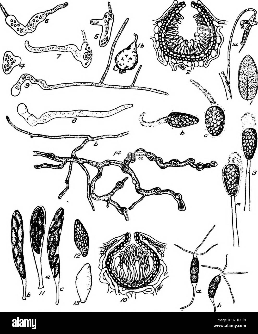 . A text-book of mycology and plant pathology . Plant diseases; Fungi in agriculture; Plant diseases; Fungi. DETAILED ACCOUNT OF SPECIFIC DISEASES OF PLANTS 5II. Fig. 183.—Details of cranberry scald fungus {Guignardia vaccinit). i, A cran- berry leaf, showing pycnidia of Guignardia vaccinii thickly scattered over the under surface; a, a cranberry blossom blasted by Guignardia vaccinii, showing pycnidia on calyx, corolla, and pedicel; 6, a blasted fruit, showing pycnidia. a, A vertical section of a single pycnidium of Guignardia vaccinii from a cranberry leaf, showing pycno- spores in various s Stock Photo