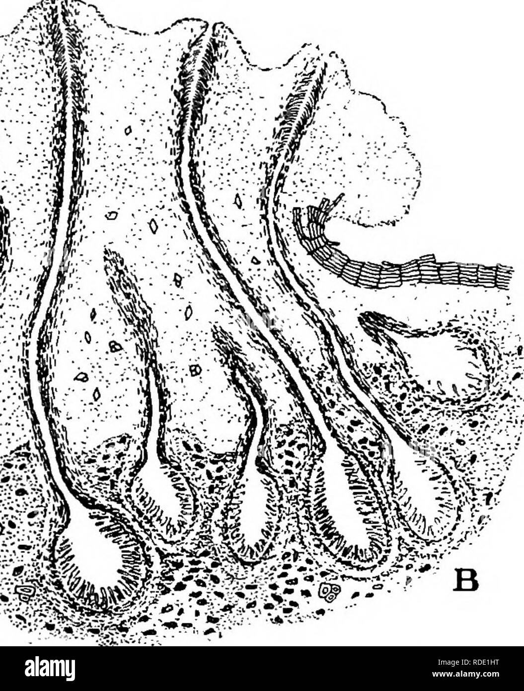. A text-book of mycology and plant pathology . Plant diseases; Fungi in agriculture; Plant diseases; Fungi. %: &gt;^--. Fig. 176.—A, Vertical section of a pycnidial pustule. The filaments lining the cavity produce the spores that ooze out as &quot; spore-horns;'' B, vertical section of a perithecial pustule. Several of the perithecia are cut so as to show the fulllengths of the necks in the chestnut blight fungus (Endothia parasitica). (After Heald, F. D., Bull. 5, Chestnut Tree Blight Com., 1913.) ture, as well as moisture. There was no expulsion of ascospores under field conditions from lat Stock Photo