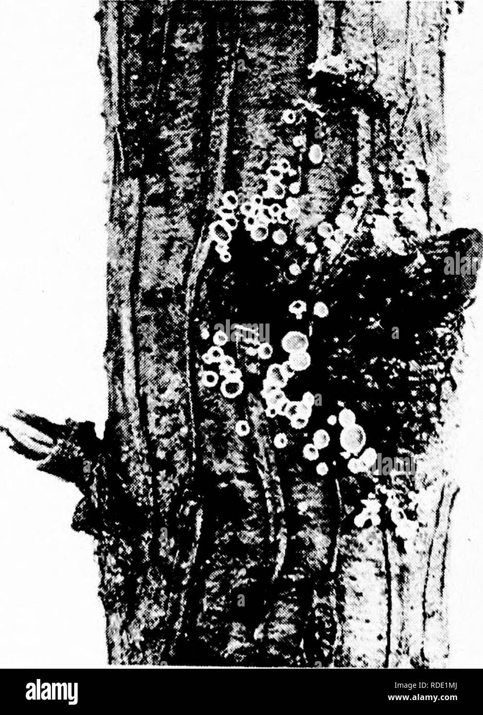 . The fungal diseases of the common larch . Larches. Fig. 15.—Apothecia of Dasyscypha calycina on dead larch stem (x f). Closed in dry weather.. Pig. 16. -Same apothecia as in Fig. 15, open in wet weather.. Please note that these images are extracted from scanned page images that may have been digitally enhanced for readability - coloration and appearance of these illustrations may not perfectly resemble the original work.. Hiley, W. E. (Wilfrid Edward). Oxford : Clarendon Press Stock Photo