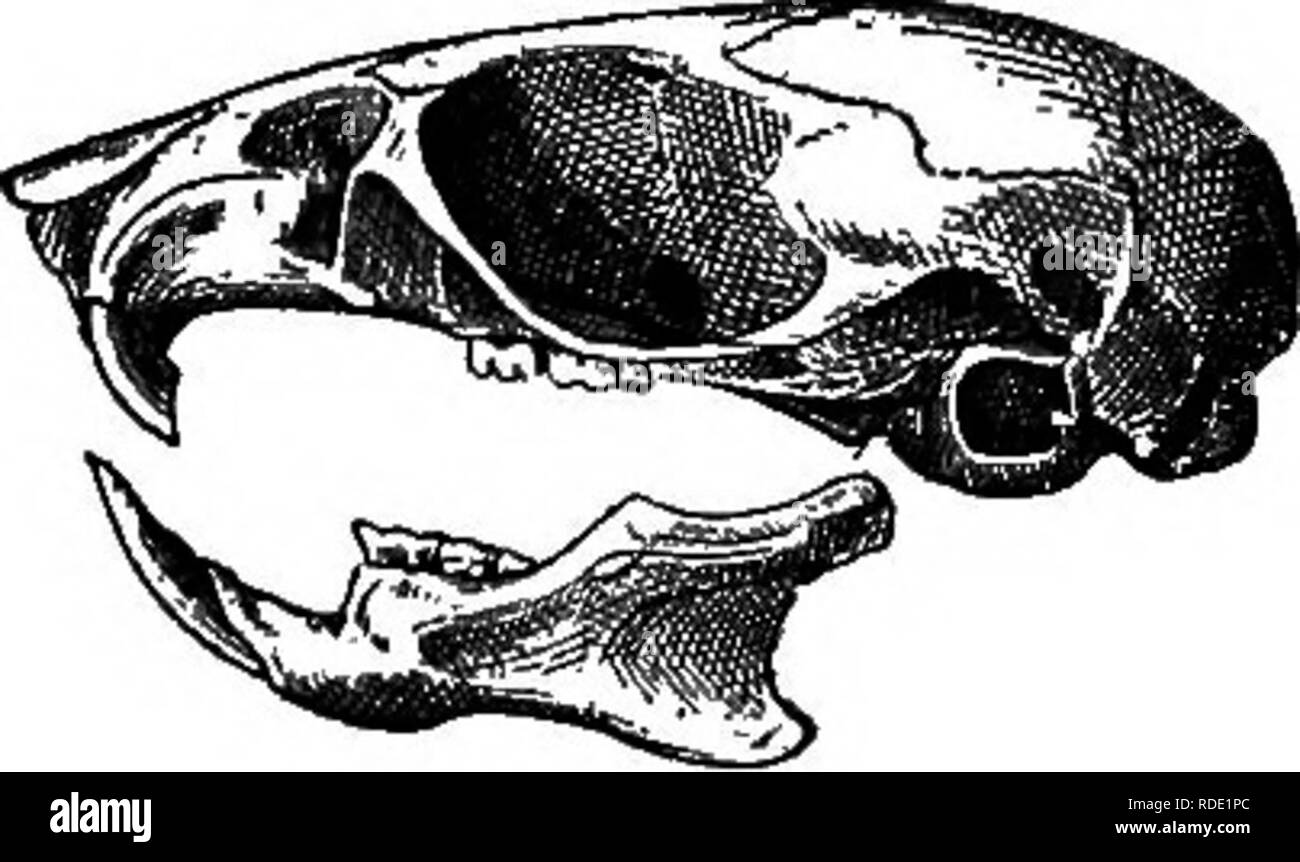. Mammals of the Mexican boundary of the United States : a descriptive catalogue of the species of mammals occurring in that region; with a general summary of the natural history, and a list of trees . Mammals; Mammals; Trees; Trees; Natural history; Natural history. Fig. 107.—Pekomyscus tibueonensis. Skoil. a, dorsal view; 6, ventbal view; c, lateral VIEW. buUse are much less developed, and the incisive foramina and inter- pterygoid fossa wider. The teeth (fig. 108) are considerably smaller. Remurlcs.—This species was taken on Tiburon Island by Mr. J. W. Mitchell, who accompanied Doctor McGee Stock Photo