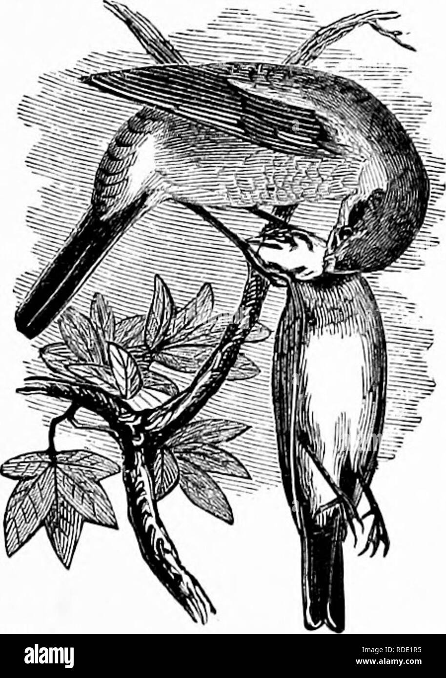 . Our own birds; a familiar natural history of the birds of the United States. Birds. THE BUICHER BIRD. 59 within its reach, as it has been known upon such oc- casions to dart suddenly into the thicket and bear oflF the body of some deluded victim. It will also occa- sionally pursue its prey upon the wing for a consid- erable distance, and sometimes succeeds in bringing it to the ground. Like the Jays, this bird has the habit of stowing away its sur- plus food, as though for future use. The Jay finds some hole in a tree, or crack or crevice in the bark, where he secretes what he does not need  Stock Photo