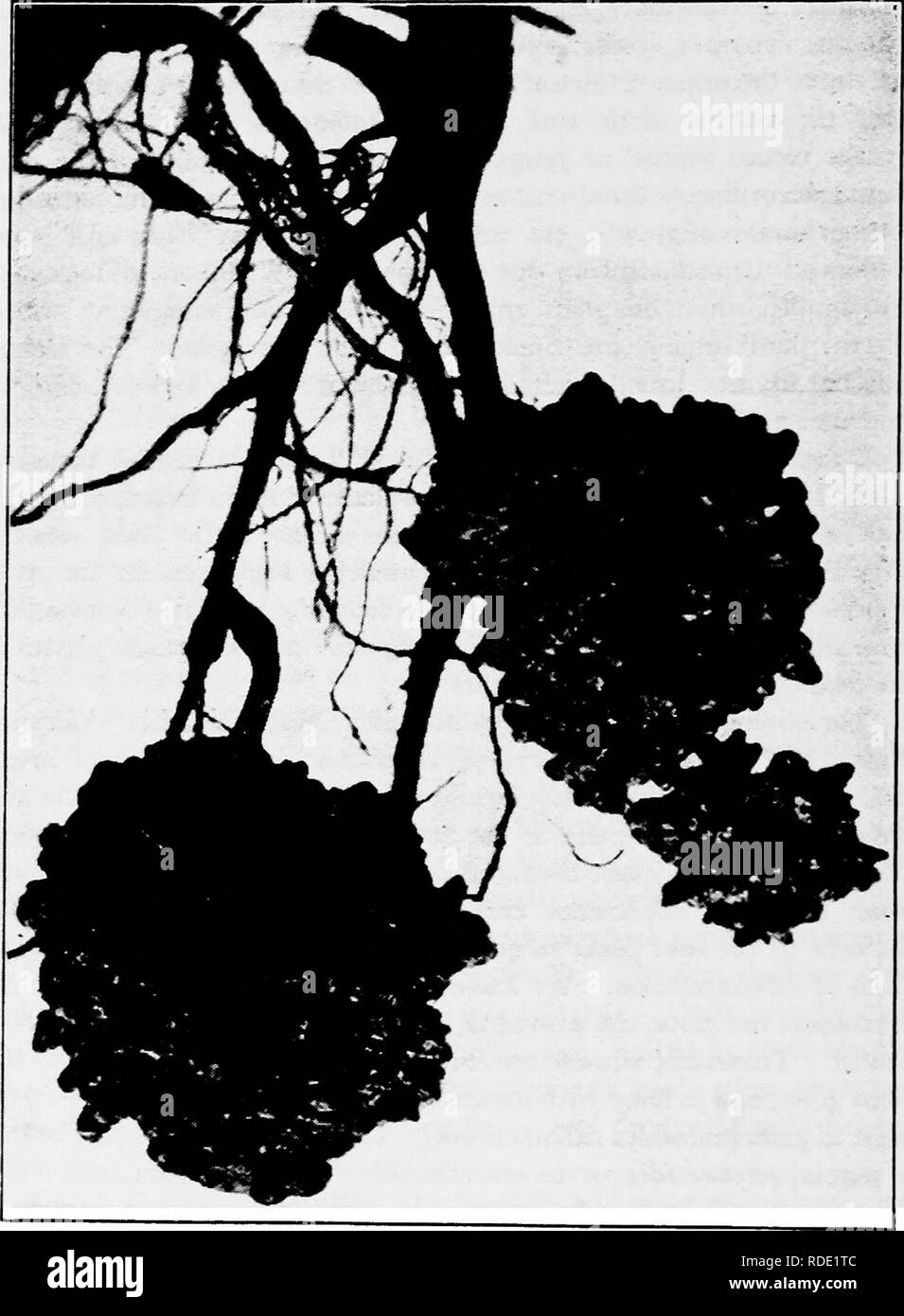 . A text-book of mycology and plant pathology . Plant diseases; Fungi in agriculture; Plant diseases; Fungi. 386 GENERAL PLANT PATHOLOGY. Fig 153.—Tubercles of velvet bean produced by inoculation. (After Moore, Geo. T., Yearbook, Depl. Agric, 1902, pi. xxxvii.). Please note that these images are extracted from scanned page images that may have been digitally enhanced for readability - coloration and appearance of these illustrations may not perfectly resemble the original work.. Harshberger, John W. (John William), 1869-1929. Philadelphia : P. Blakiston's Son &amp; Co Stock Photo