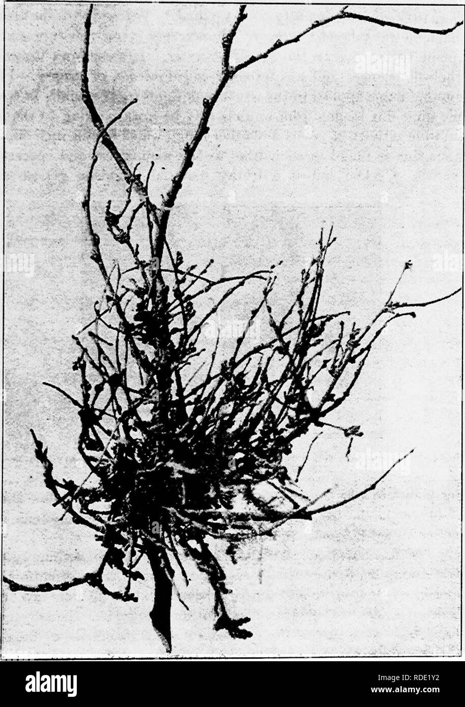 . A text-book of mycology and plant pathology . Plant diseases; Fungi in agriculture; Plant diseases; Fungi. SYMPTOMS OF DISEASE (SYMPTOMATOLOGY) 351. Fig. 140.—Branch-knot or witches'-broom of the Hackberry {Cellis occidentalis). {After Kellerman, W. A., Mycological Bulletin, Nos. 61-72, July, 1906.. Please note that these images are extracted from scanned page images that may have been digitally enhanced for readability - coloration and appearance of these illustrations may not perfectly resemble the original work.. Harshberger, John W. (John William), 1869-1929. Philadelphia : P. Blakiston' Stock Photo