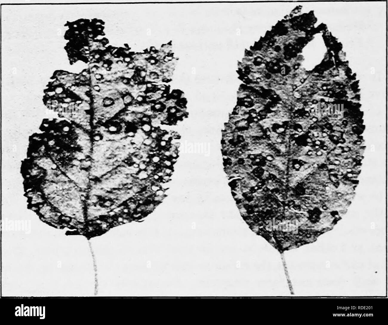 . A text-book of mycology and plant pathology . Plant diseases; Fungi in agriculture; Plant diseases; Fungi. 344 GENERAL PLANT PATHOLOGY is induced in all probability by the presence of oxidizing enzymes in patches of cells where the chlorophyll pigment is destroyed and not in other adjoining areas. The formation of spots on leaves (Fig. 134), stems, flowers, or fruits is due to a variety of causes. The grayish or whitish spots on the under surface of grape leaves are due to mildews, on the stems of cruciferous plants to white rusts and on the leaves of the parsnip are found white spots due to Stock Photo