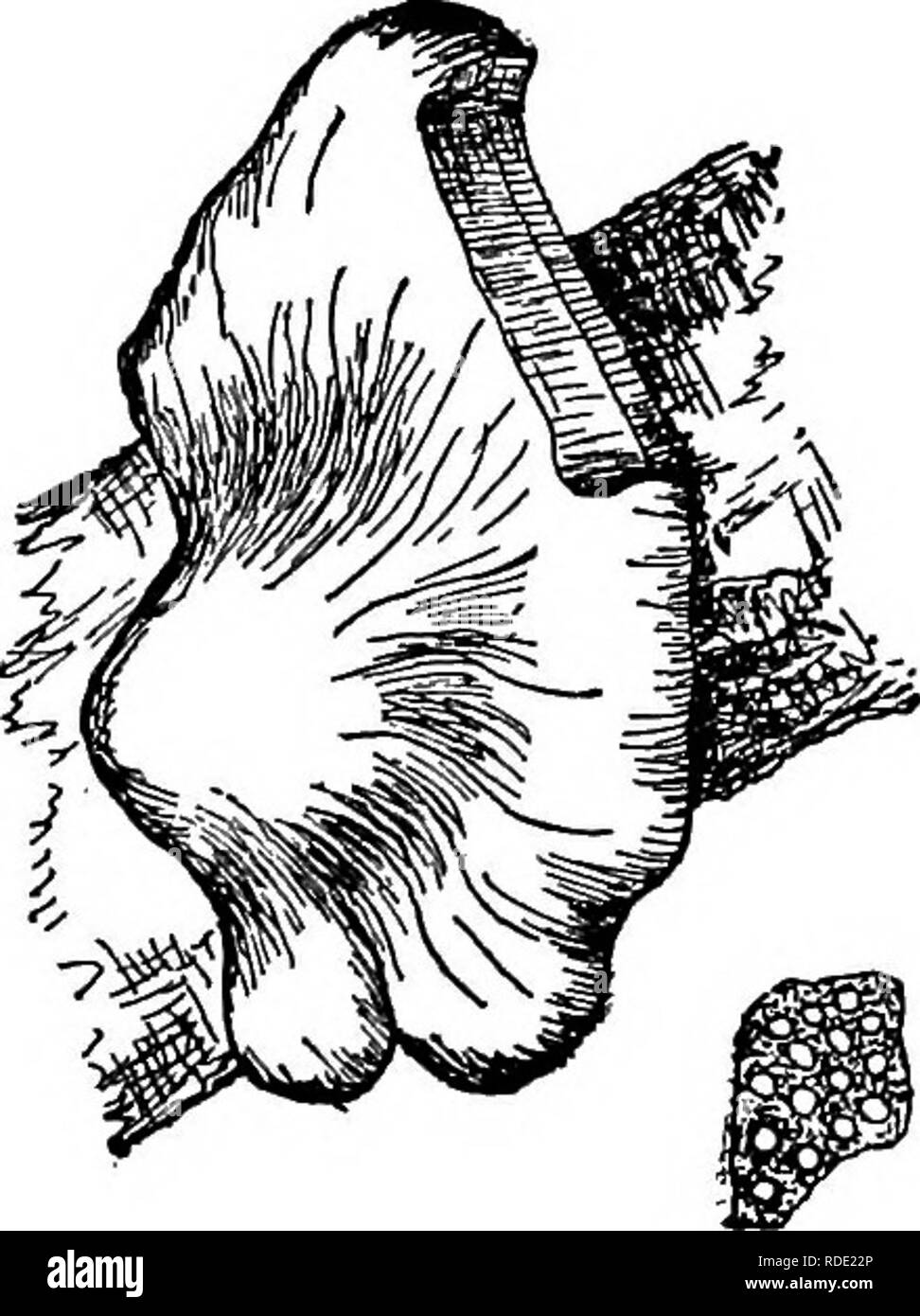 . The mushroom book. A popular guide to the identification and study of our commoner Fungi, with special emphasis on the edible varieties. Mushrooms; Cookery (Mushrooms); cbk. Key < ai Z O u. 8 <u bo a. , TT 3 2 u 9) o tin n m cu (0 u o a I h O 2 3 b. U O < U o m i < b.. 2 E S ^ V-- 1^ y rrt OS 5^ E â¢- 3 â 11 cx o T3 -t-» OS a. o 00 CU. Please note that these images are extracted from scanned page images that may have been digitally enhanced for readability - coloration and appearance of these illustrations may not perfectly resemble the original work.. Marshall, Nina L. (Nina Lo Stock Photo