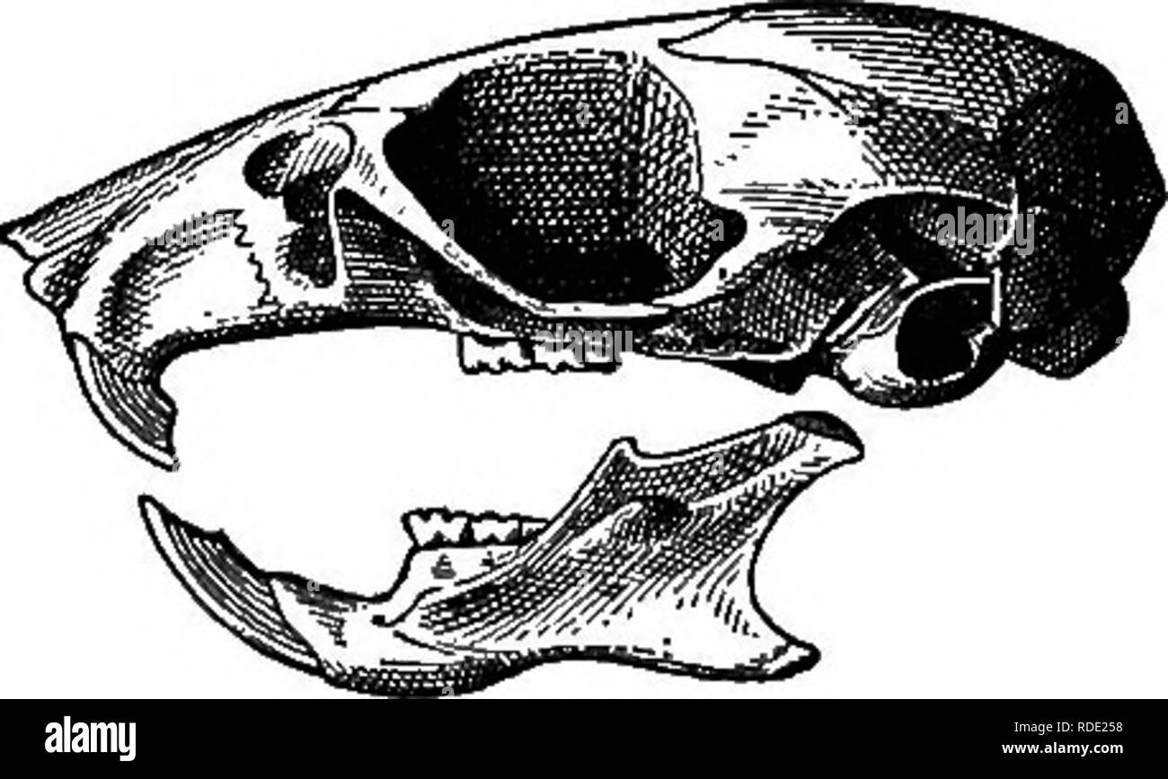 . Mammals of the Mexican boundary of the United States : a descriptive catalogue of the species of mammals occurring in that region; with a general summary of the natural history, and a list of trees . Mammals; Mammals; Trees; Trees; Natural history; Natural history. Fig. 80.—Peromyscus mearnsii. Skull, a, dorsal view; 6, ventral view; c, lateral view. The young, when quite small, are slate-gray above, and grayish white below, with a black patch occupying the anterior third of the convex surface of the ear. Cranial and dental characters.—The skull and teeth of Peromyscus mearnsii (figs. 80 and Stock Photo