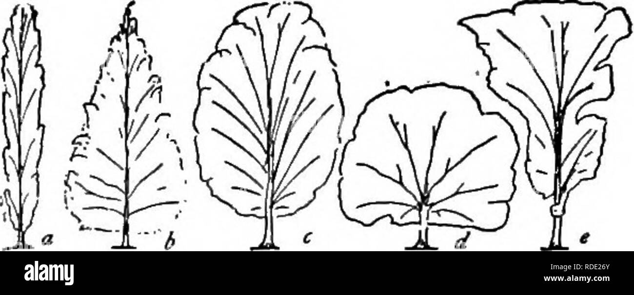 Tree Primary Source . The natural history of the farm; a guide to the practical study of ...