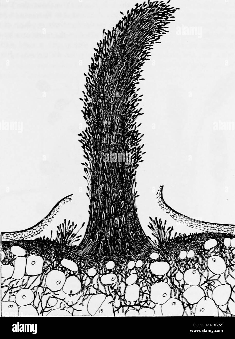 . A text-book of mycology and plant pathology . Plant diseases; Fungi in agriculture; Plant diseases; Fungi. RUST FUNGI 207. Fig. 77.—Longitudinal section of a partly gelatinous teliosortis after the exten- sion of the tentacles. {After Reed. H. S., and Crabill, C. H., Techn. Bull. 9, Va. Agric. Exper. Slat., May, 1915.). Please note that these images are extracted from scanned page images that may have been digitally enhanced for readability - coloration and appearance of these illustrations may not perfectly resemble the original work.. Harshberger, John W. (John William), 1869-1929. Philade Stock Photo