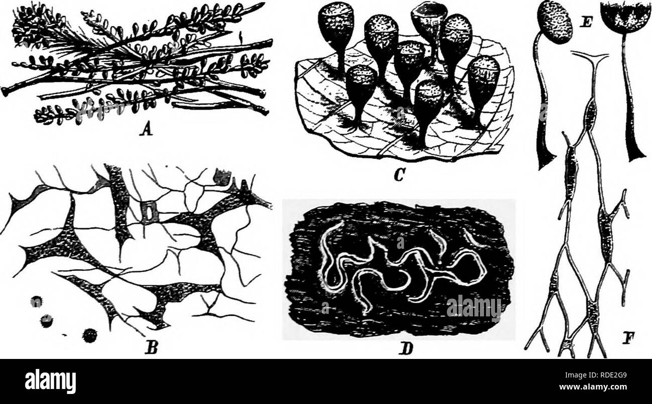 . A text-book of mycology and plant pathology . Plant diseases; Fungi in agriculture; Plant diseases; Fungi. SLIME MOULDS (mYXOMYCETES) 17 the number (8) of chromosomes immediately precedes the formation of the sporangia. The reduction division, which results in the forma- tion of spores, is preceded by synapsis, diakinesis and heterotypic nuclear division. Small nuclei and large nuclei are seen. The large nuclei are probably fusion nuclei. The small nuclei probably disintegrate. To the order Myxogastrales belong the majority of the Myxo- MYCETES (Figs. 2 and 3). Many are found on deca)fing wo Stock Photo