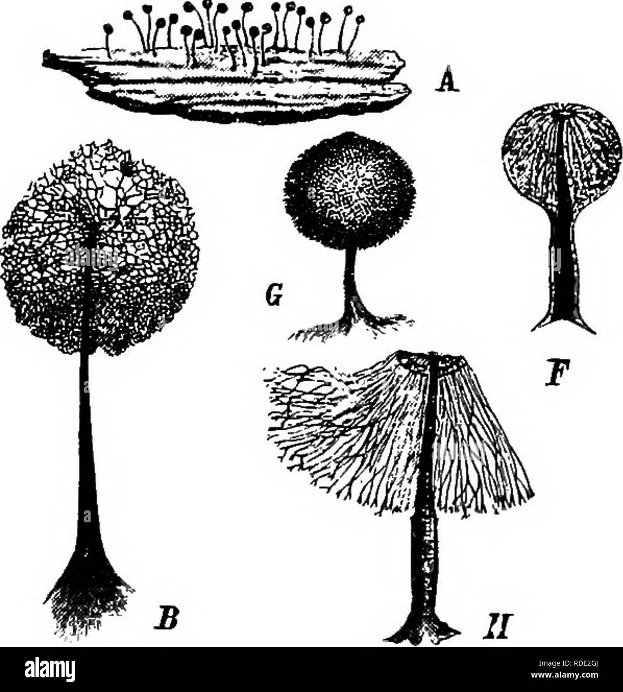 . A text-book of mycology and plant pathology . Plant diseases; Fungi in agriculture; Plant diseases; Fungi. Fig. 2.—A,B, Comalricha nigra. A, Sporangium, natural size; B, capillitium, 20/1; C, £, Stemonitis fusca; C, sporangium, natural size; D and E, capillitia, 5/1, 20/1; F, H, JLnerlhema papillatum, F, unripe; G, mature sporangium, lo/i; H, capil- litium, 20/1. (C D, after nature. A, F, G, H, after Roslafinski; B, E, after de Bary in Die natiirlichen PJlanzenfamilien I. i, p. 26.) by the presence of the vacuoles. The splitting up of the irregular blocks of protoplasm, which have the nuclei Stock Photo