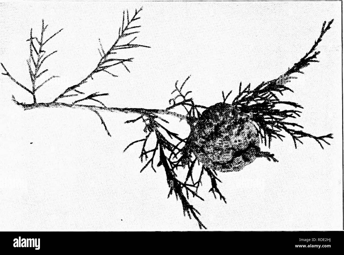 . Diseases of economic plants . Plant diseases. TREES AND TIMBER 433 gray border. The spots, from 3-6 mm. in diameter, often coalesce to form large blotches which are fragile, sometimes dropping from the leaf. Young leaves develop poorly and are deformed, while severe infection may cause complete defoliation of the tree.. Fig. 188.- ' Cedar apple.&quot; gall of the rust fungus. Original. Macrosporiose (Macrosporium Catalpw Ell. &amp; Mart.).— This spot is scarcely distinguishable from phyllostictose except through the absence of pycnidia and the presence of a scant quantity of Ijlack mold. Pow Stock Photo