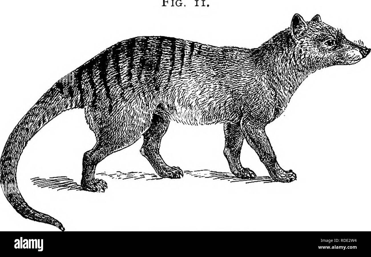 American types of animal life. Zoology; Animal behavior. THE OPOSSUM 47 agree with the wolf and fox in having no " great toe " at all, while the other four toes American types of animal life. Zoology; Animal behavior. THE OPOSSUM 47 agree with the wolf and fox in having no " great toe " at all, while the other four toes