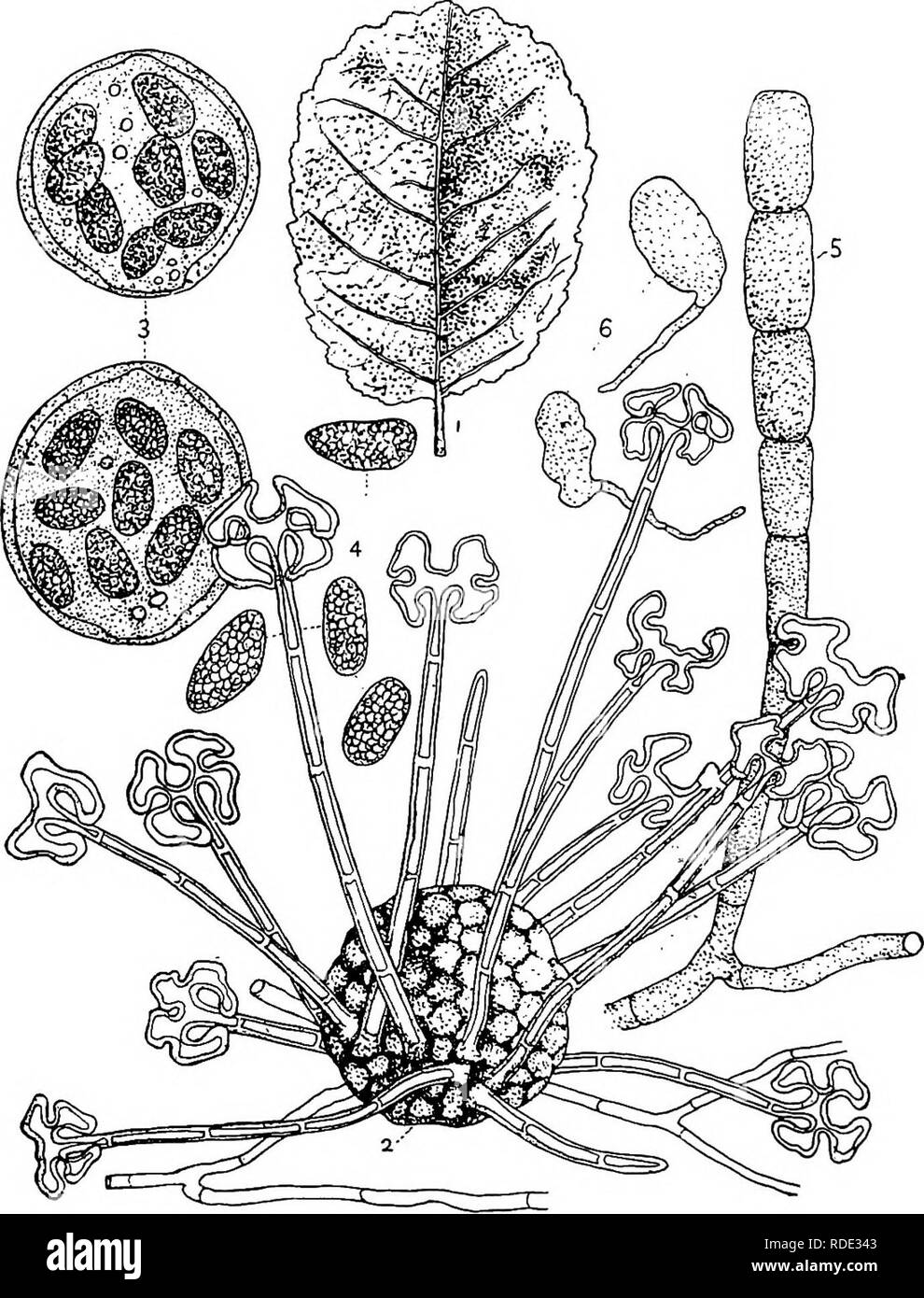 . Minnesota plant diseases. Plant diseases. i6o Minnesota Plant Diseases. The fungus can be held in check by a persistent pruning off of the l&lt;nots. Such a pruning prevents the spread of the myce- lium in the tissues of the host. The knots should be immediately. Fig. 192.—Powdery mildew of plums and cherries. 1. Cherry leaf. 2. Spore-sac capsule showing the thread appendages with peculiar forking ends. 3. Spore-sacs, each with eight spores. 4. Very highly magnified spores. 5. A chain of summer spores. 6. Two summer spores germinating. All except 1, highly magnified. After Ellis. burned. Car Stock Photo