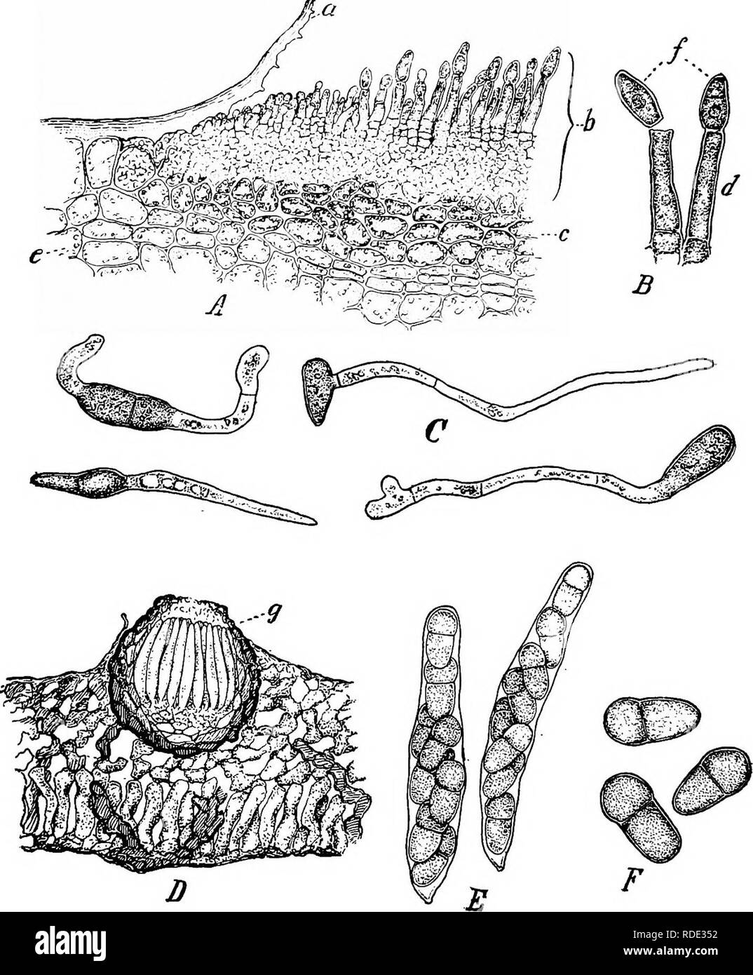 . Minnesota plant diseases. Plant diseases. 354 Minnesota Plant Diseases.. Fig. 187.—Spores of the apple scab fungus. A. Portion of a section through a scab spot on an apple; b, fungus threads spreading under and lifting the cuticle; a and c, partly disorganized cells of the apple; e, healthy cells of the apple. B. Two spore-bearing stalks giving rise to summer Spores. C. Spores germinating. D. Portion of a section through an affected leaf of an apple which has lain on the ground over winter and has given rise to the winter spore stage of the disease; g, spore-case containing a bundle of spore Stock Photo