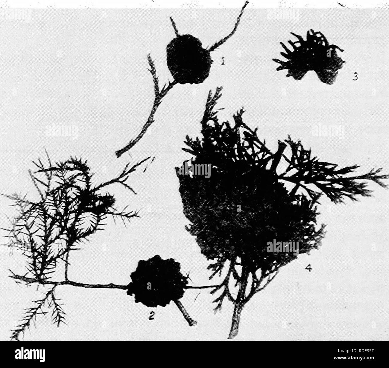 . Minnesota plant diseases. Plant diseases. 548 Minnesota Plant Diseases. The fungus passes the winter in this diseased portion of the cedar and in the following year the winter spores are produced in early spring. They are formed in a large number of cone- shaped groups arising from little saucer-like depressions, scat- tered all over the surface of the cedar apple. Each spore is provided with a long stalk which swells up in rainy weather. Since the winter spores are produced in large numbers there are formed long (G. macropus) or short (G. globosum) beak- like, gelatinous masses with a brigh Stock Photo