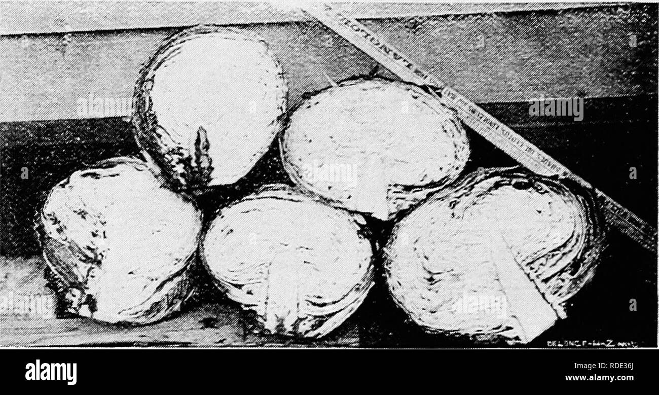 . Minnesota plant diseases. Plant diseases. 344 Minnesota Plant Diseases. Allowing these plants to remain on the field only increases the danger. It has been found possible and profitable to attempt. Fig. 177.—Black rot of cabbage. Cabbage heads, apparently sound, are attacked by the rot. The progress of the disease is seen in the blackened parts of the stems and leaves. After H. L. Russell. a control of the disease in its early stages by a close inspection of the young plants and by picking off the infected leaves.. Please note that these images are extracted from scanned page images that may Stock Photo