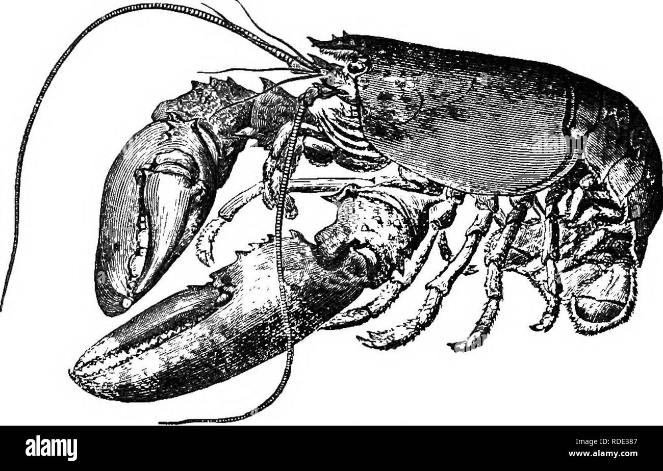 Shell covered crustacean hires stock photography and images Alamy