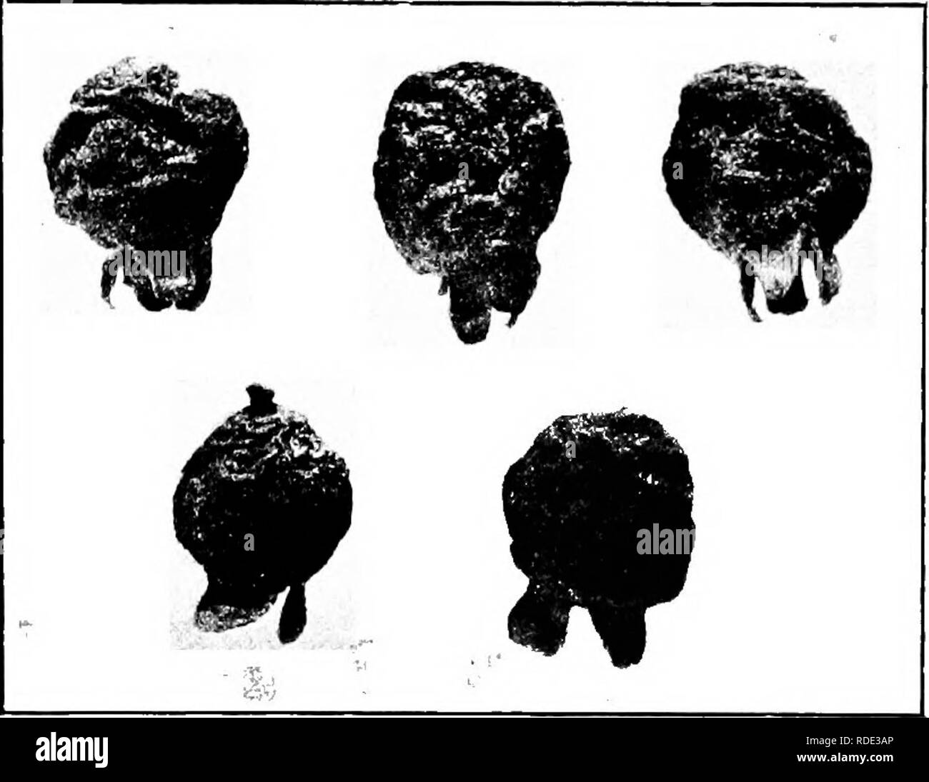 . Diseases of economic plants . Plant diseases. 192 DISEASES OF ECONOMIC PLANTS areas. The entire fruit at length becomes rotten, wrinkled, and shrunken. LOQUAT Scab (Fusidadium dendriticum (Wallr.) Fckl., var Eriobo- trym Scalia.). — This disease is reported as very serious. Fig. 84.—Guava affected with ripe rot. After Rumsey. upon both fruit and leaves in the western part of California, Anthracnose, blossom blight. See citrus fruits. MANGO Anthracnose. See citrus fruits. OLIVE Elnot (Pseudomonas Savastanoi E. F. Smith). — Tu- bercles or galls upon the leaves and branches, and even. Please no Stock Photo