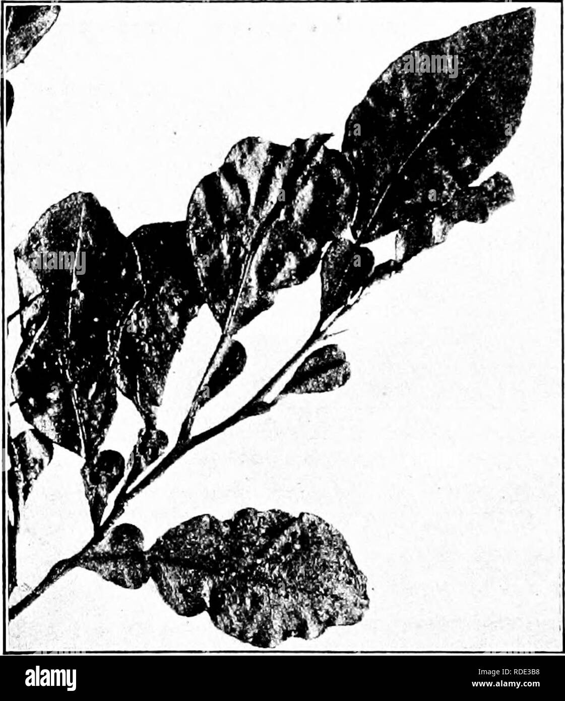. Diseases of economic plants . Plant diseases. 188 DISEASES OF ECONOMIC PLANTS trance through slight imperfections of the skin at the navel end and make rotten areas under the skin. All diseased fruit should be collected and burned or buried deeply. Scab {Cladosporium elegans Penz.). — The scab has been. Fig. 81. —Scab of the sour orange. After Hume. known for twenty years, and occurs on the sour citrus fruits such as the pomelo, kumquat, and sour orange, though its presence on the last is of little importance. The disease attacks the young leaves, twigs, and fruit, and causes them to produce Stock Photo