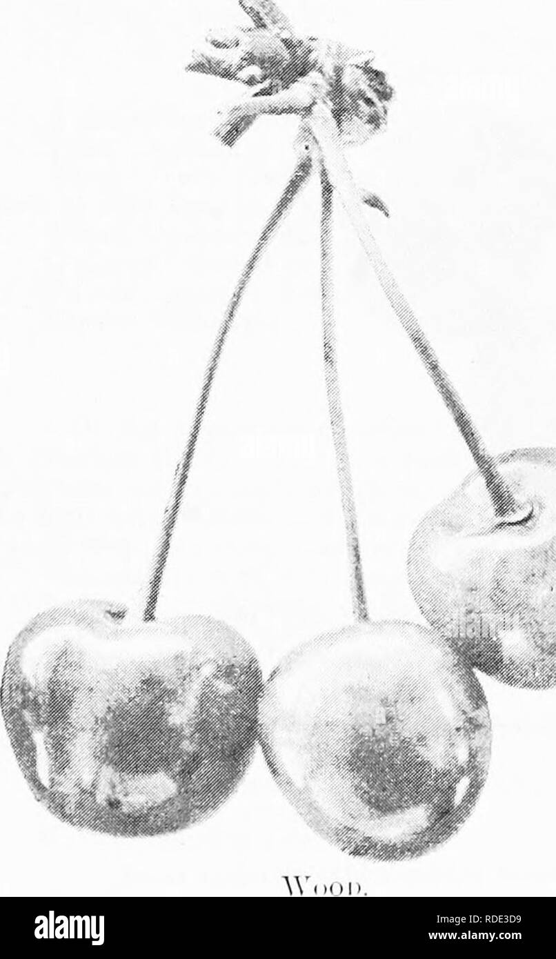 . The fruits of Ontario. Fruit-culture. WiNDSOU. WOOD. {Governor Wood.) This varietv has proved itself a most satisfactory cherry for both dessert and market pur- posi'F. It is a very productive xariety, and, though somewhat tender in flesli, is not nearly so subject lo ravages by birds as Early Purph; or Tai'tarian. Originated by Pr..)f. Kirtland, of Cleveland, Ohio, U.S. ,A. Thee: upright, spreading, healthy, vigorous and hardy wherever the peach succeeds. Fkcit; medium to large 5 to f of an inch in length and breadth respectively ; form I'onndishdieartshaped ; skin light yellow, shaded with Stock Photo