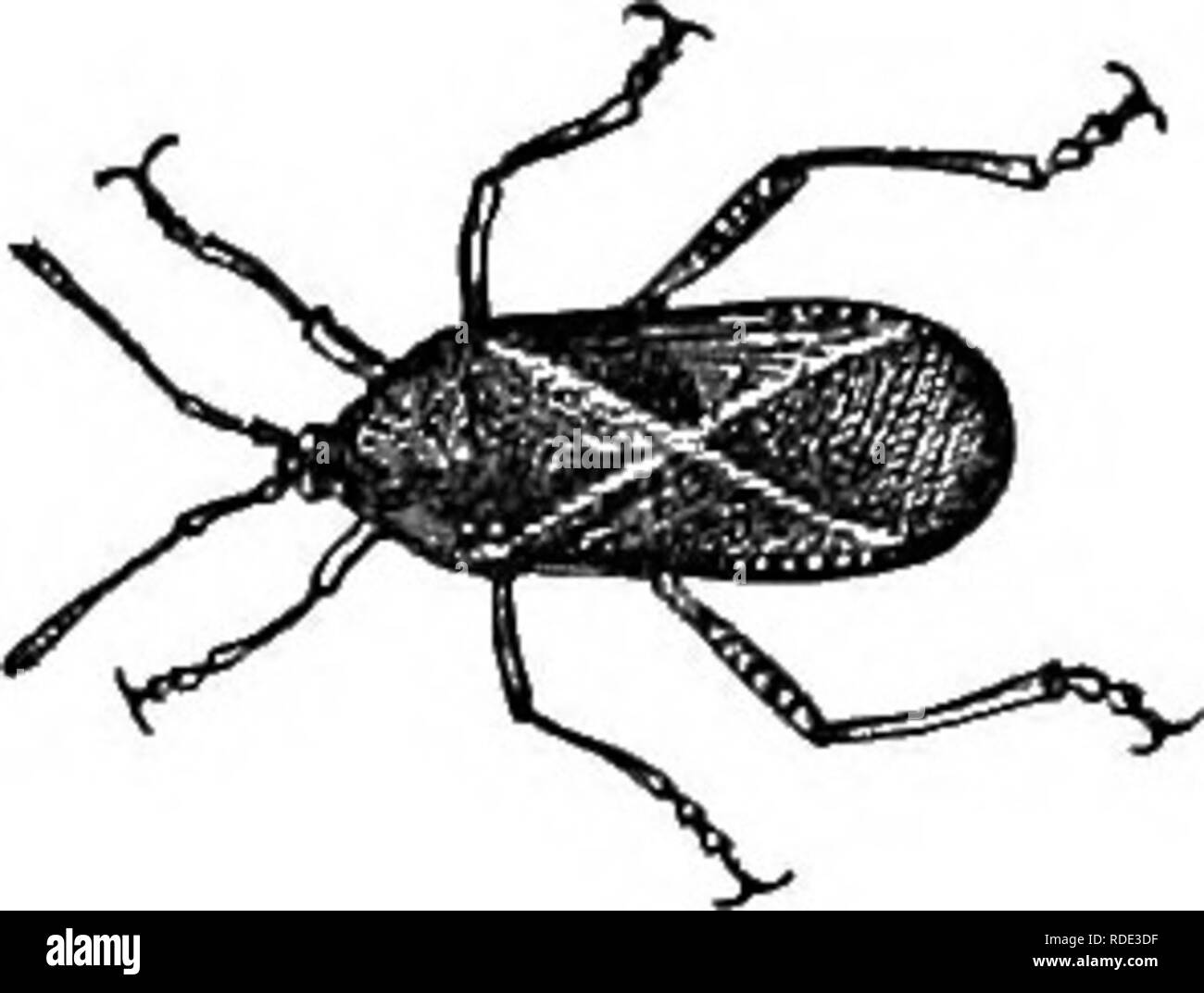 . Natural history of animals. Containing brief descriptions of the animals figured on Tenney's Natural history tablets, but complete without the tablets. Zoology. Fig. 321. — Scorpion Bug, or Nepa. Fig. 322. — Squash Bug. SQUASH BUGS. The Squash Bug passes the winter in a torpid state, and when the leaves of the squash appear it lays its eggs in clusters on the under side of tliem. STRAIGHT-WINGED INSECTS, OR ORTHOPTERS. These insects have wings which lie straight along the top or sides of tlie back. They do not pass through tlie marked stages of larva and pupa in coming to the adult state; bu Stock Photo