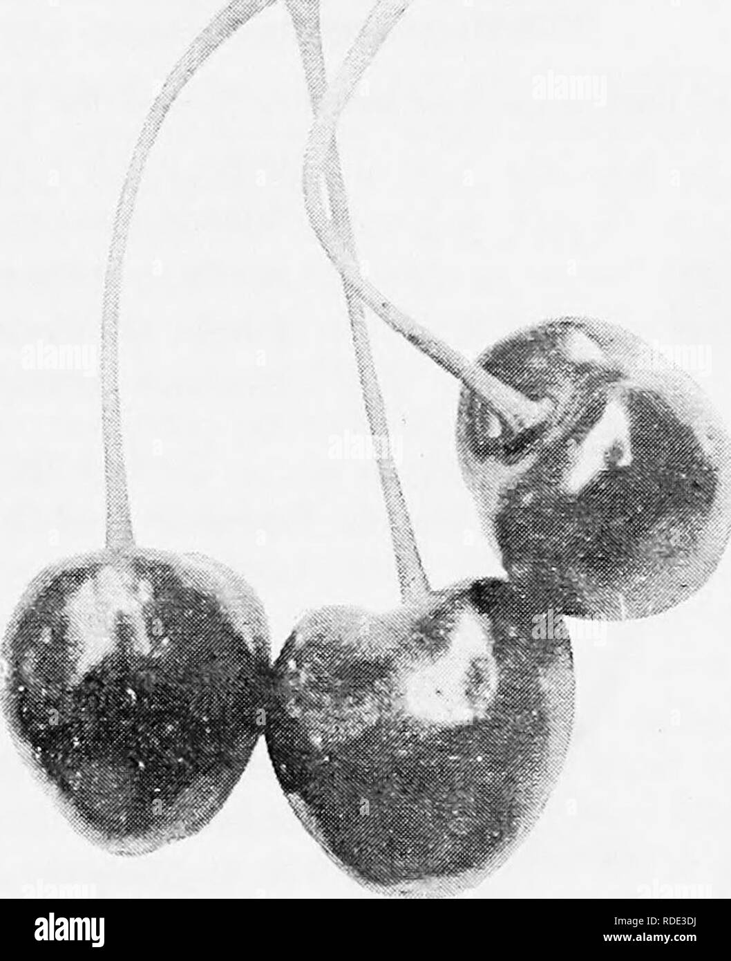. The fruits of Ontario. Fruit-culture. 1905 FRUITS OF ONTARIO. 99 SUDA (SudaHnrd!:). A fine Morello cherry, but of about the same season as the Montmorency and hardly as iiroductive. OuKiiN : Missouri. Tree: habits round head, Kentish ; fairly vigorous, very hardy ; productive. Fruit : size J of an inch in diameter ; form roundish, slitrhtly flattened ; color red ; stem li to 'i inches long set in a regular cavity ; apex very slight ; suture barely traceable. Flesh : yellowish white ; texture soft, tender, juicy ; flavor tart. Qtr.iLiTY : dessert useless ; cooking very good. V.VLUE : market  Stock Photo
