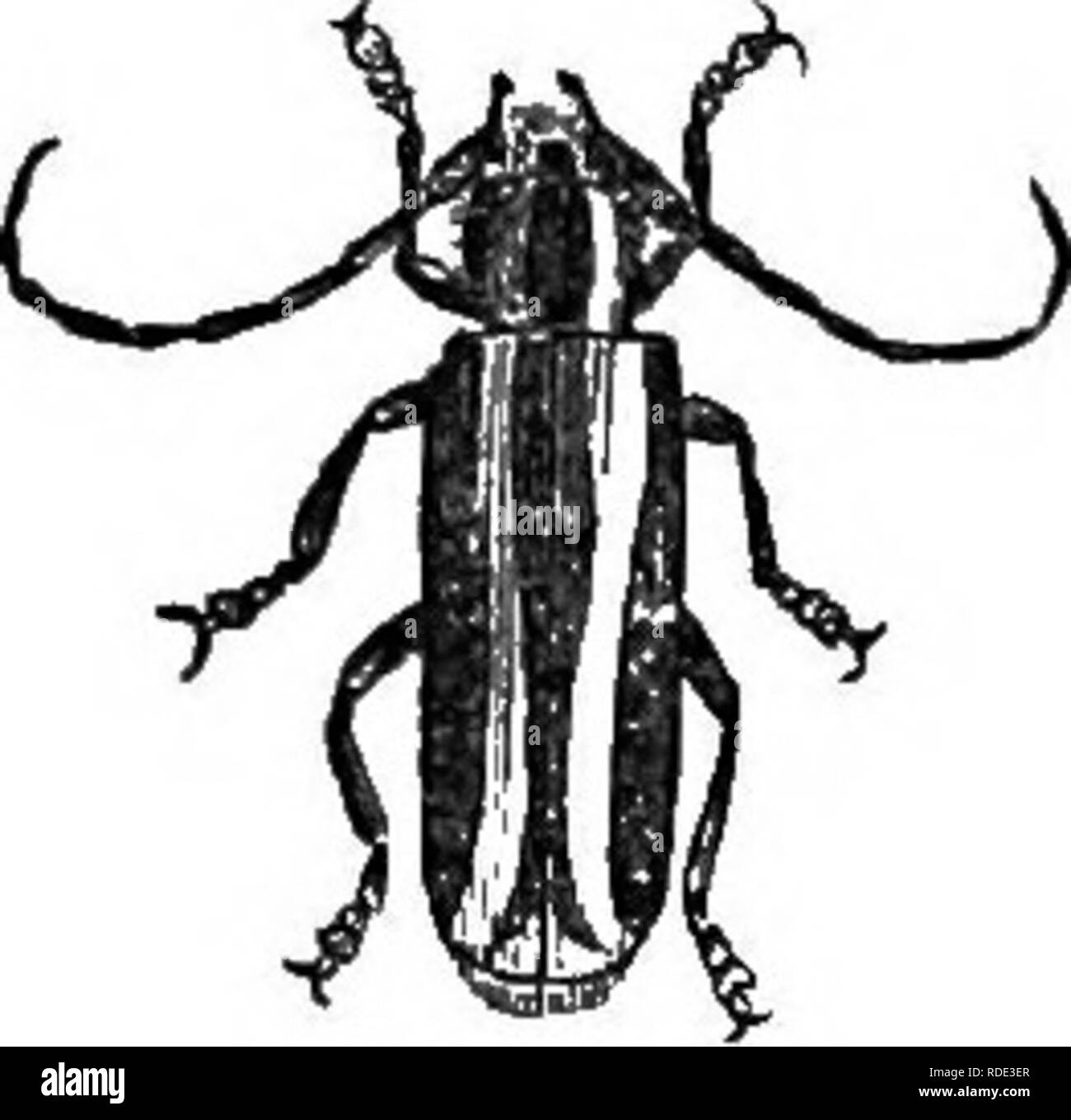 . Natural history of animals. Containing brief descriptions of the animals figured on Tenney's Natural history tablets, but complete without the tablets. Zoology. 166 AETICULATES: INSECTS. Pine Weevil, in the larva state, lives in the trunk of the pine, in which it cuts passages in various direc- tions. The Long-snouted Nut Weevil, in the larva state, lives in nuts. The Plum Weevil, when shaken from the tree, looks like a dried bud. This weevil makes a crescent-shaped wound on the surface of the plum, iu which it lays an egg; from the egg there hatches a whitish grub, which burrows into the pl Stock Photo