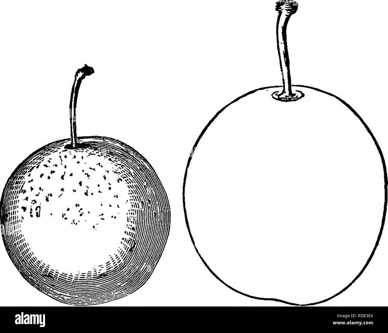 . The American fruit culturist, containing directions for the