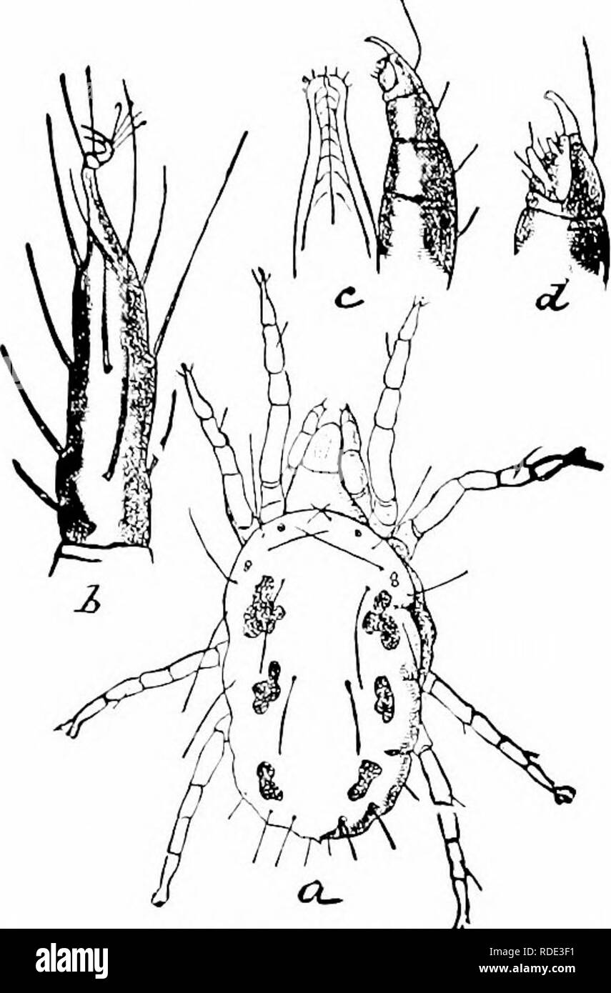 . Culture of the citrus in California . Citrus fruits; Fruit-culture. INSECT PESTS—FORMULAS FOR THErB DESTRUCTION. 255 SIX-SPOTTED MITE. Tetranychus 6-maculatus, Rile y. This mite was introduced into the lower portion of the State on citrus trees from Florida. In that State it has done consider- able damage to citrus fruits. Infested trees may be recognized by a mottled appearance. The mites congregate on the under- side of the leaves, usually pro- ducing a concavity. The upper surface of the leaves is marked with vellow blotches.. Treatment.—Formula No. 5. Si'-Spotted ]rrrE. a. insect, enla Stock Photo