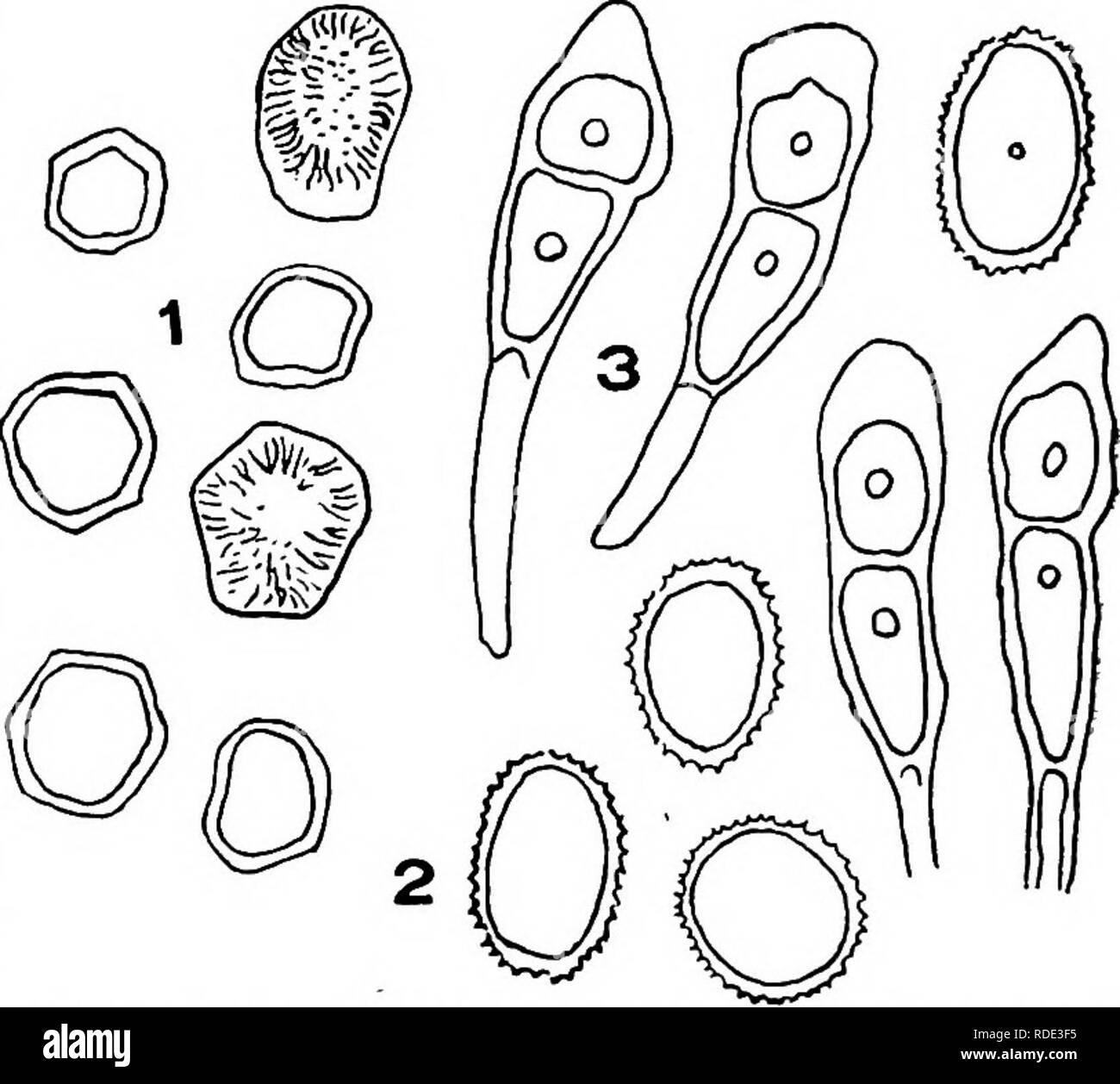 . Minnesota plant diseases. Plant diseases. 2 86 Minnesota Plant Diseases.. Fig. 142.—Spores of the common &quot;black rust&quot; (Puccinia graminis) of wheat. 1. Cluster-cup spores from the barberry plant. 2. Summer spores from the wheat plant. 3. Winter spores from the wheat plant. Highly magnified. After Arthur and Holway. aggerated because the smaller losses due to the presence of the rust in very slight and therefore unheeded quantities may never be computed. These are, nevertheless, a' certain loss. There is only a difference in degree. The en- tire eHmination of /^^^^^ rust would theref Stock Photo