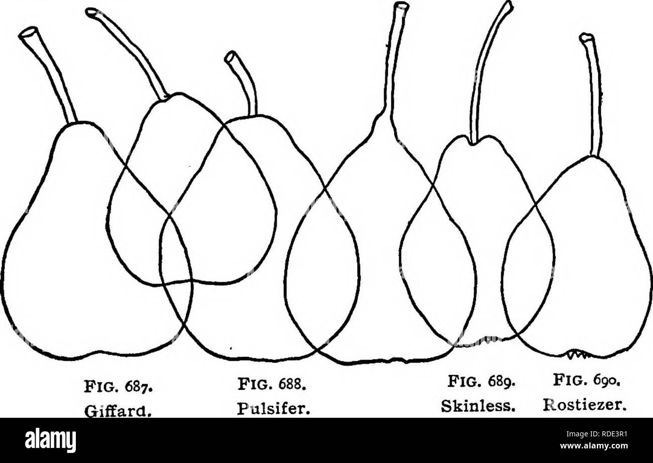 . The American fruit culturist, containing directions for the propagation and culture of all fruits adapted to the United States. Fruit-culture. THE PEAR, Sit Brandywine.* Size medium ; conic-pyriform (Tyson-shaped), neck acute; smooth, dull yellowish-green, partly russeted, crown thickly russeted; stalk three-fourths to an inch and a half long, fleshy at insertion; flesh white, very juicy and melting, of fine flavor. Leaves rather small, shoots pale olive, vigorous, up- right ; tree not very productive. Ripens in August. A native of Delaware County, Pa. Grows well on the quince. Fig. 656. Cla Stock Photo