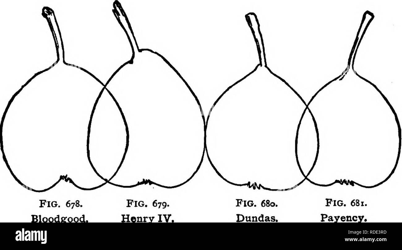 . The American fruit culturist, containing directions for the propagation and culture of all fruits adapted to the United States. Fruit-culture. THE PEAR. 509 Obovate-turbinate.—Bloodgood-shaped.. Fig. 678. Bloodgood. Fig. 679. Henry IV, Fig. 63i. Payency. Oblatk.—Bergamot-shaped.. Please note that these images are extracted from scanned page images that may have been digitally enhanced for readability - coloration and appearance of these illustrations may not perfectly resemble the original work.. Thomas, J. J. (John Jacob); Wood, William H. S. New York, Orange Judd Stock Photo