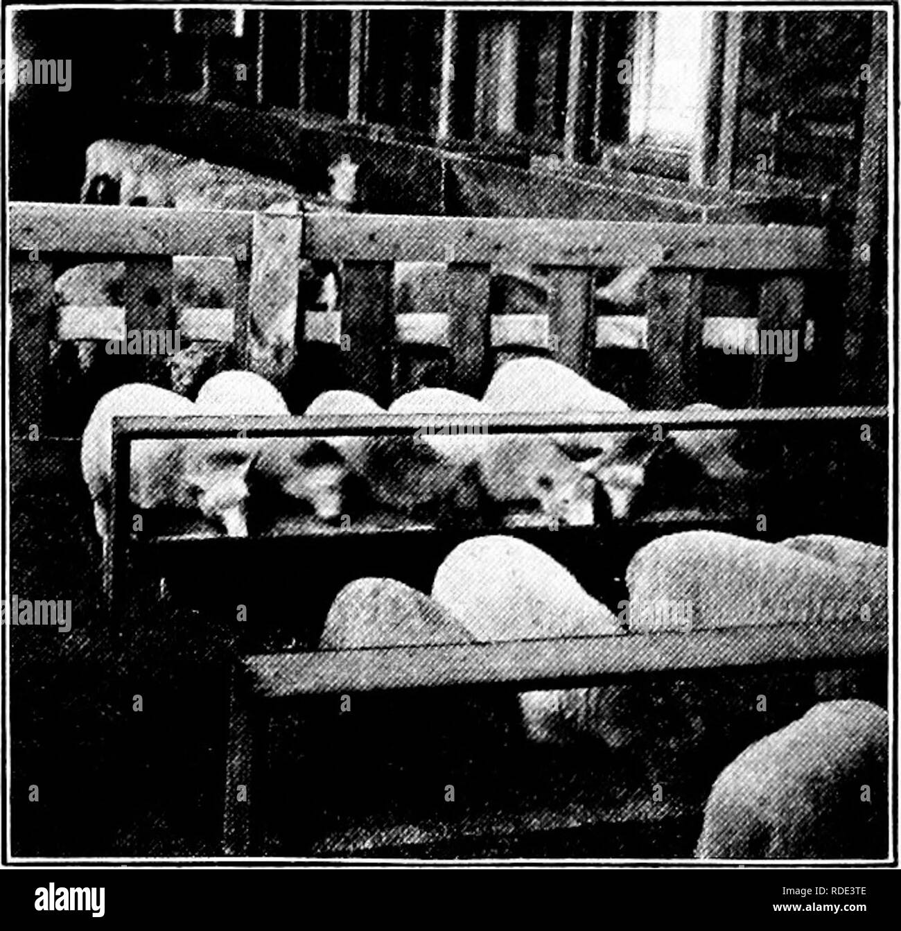 Animal feeding trough Black and White Stock Photos & Images Alamy