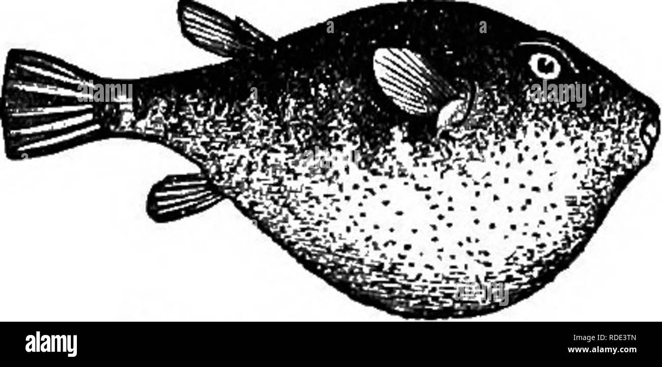 Puffer Fish Black And White Stock Photos Images Alamy