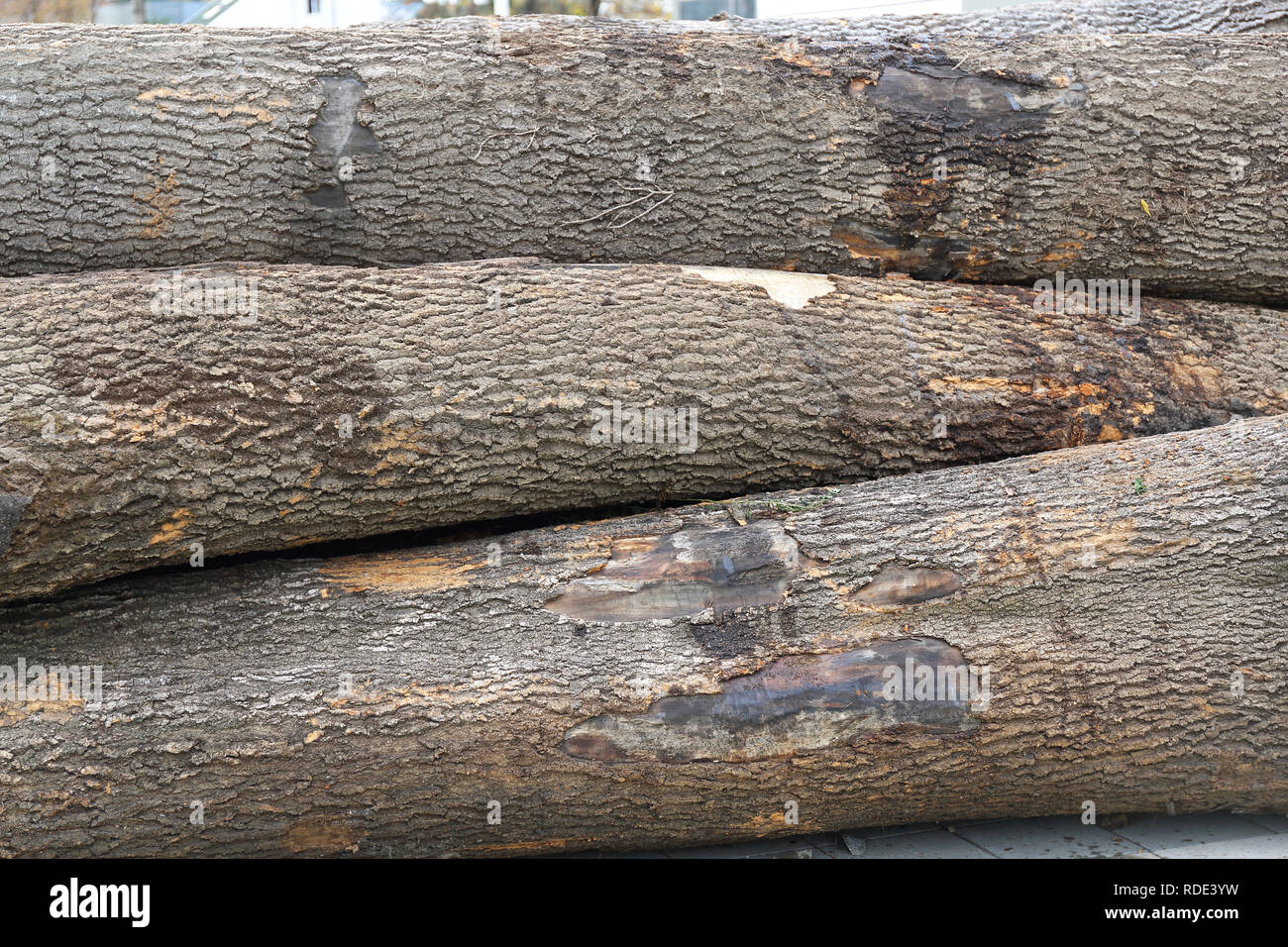 Big Log Wood Timber Lumber Material Stock Photo Alamy