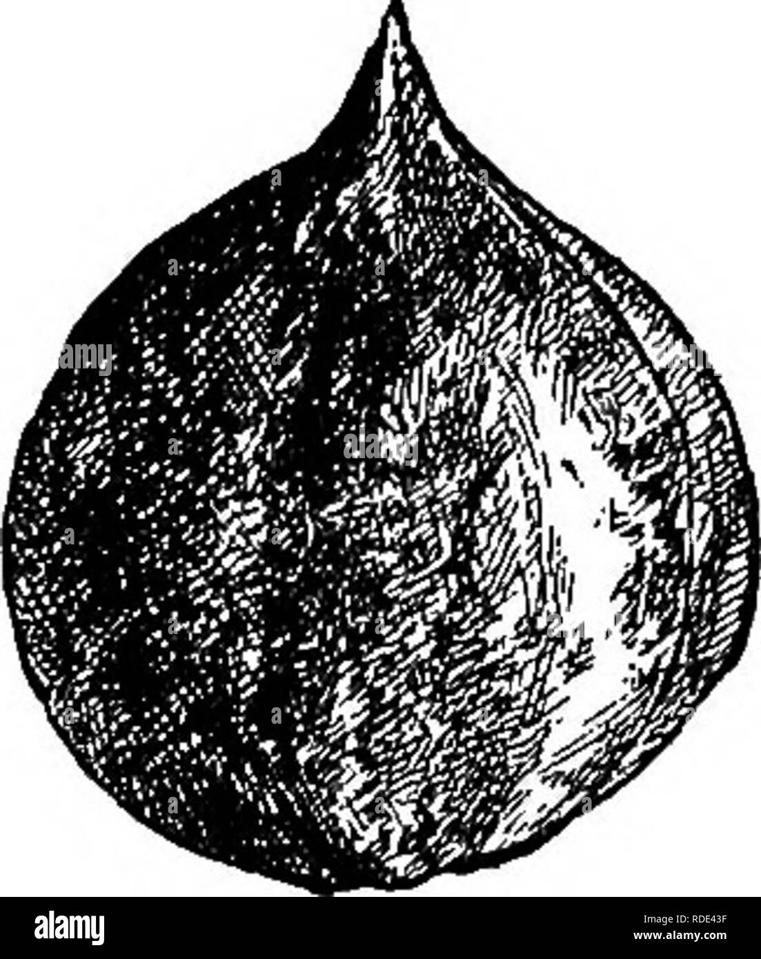 . The American fruit culturist, containing directions for the propagation and culture of all fruits adapted to the United States. Fruit-culture. Fig. 612.—Juglans Corditormis. Mayette.* Large, oblong, oily, good ; nuts grow in pairs; shell hard ; blooms late. Suited for frosty places. France. Fig. 620. Parisienne. Large, oblong, excellent: good table nut. Fig. 6i6. Praeparturiens.* A famous French variety, introduced into Cali- fornia in 1871, now widely distributed. Its chief merits are early bearing and high quality. Fig. 617. St. Jean. Medium, roundish; hard shell; meat oily. Cultivated chi Stock Photo