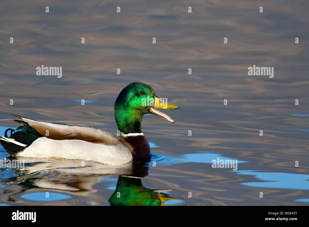 Mallard Drake Quacking Stock Photo Alamy