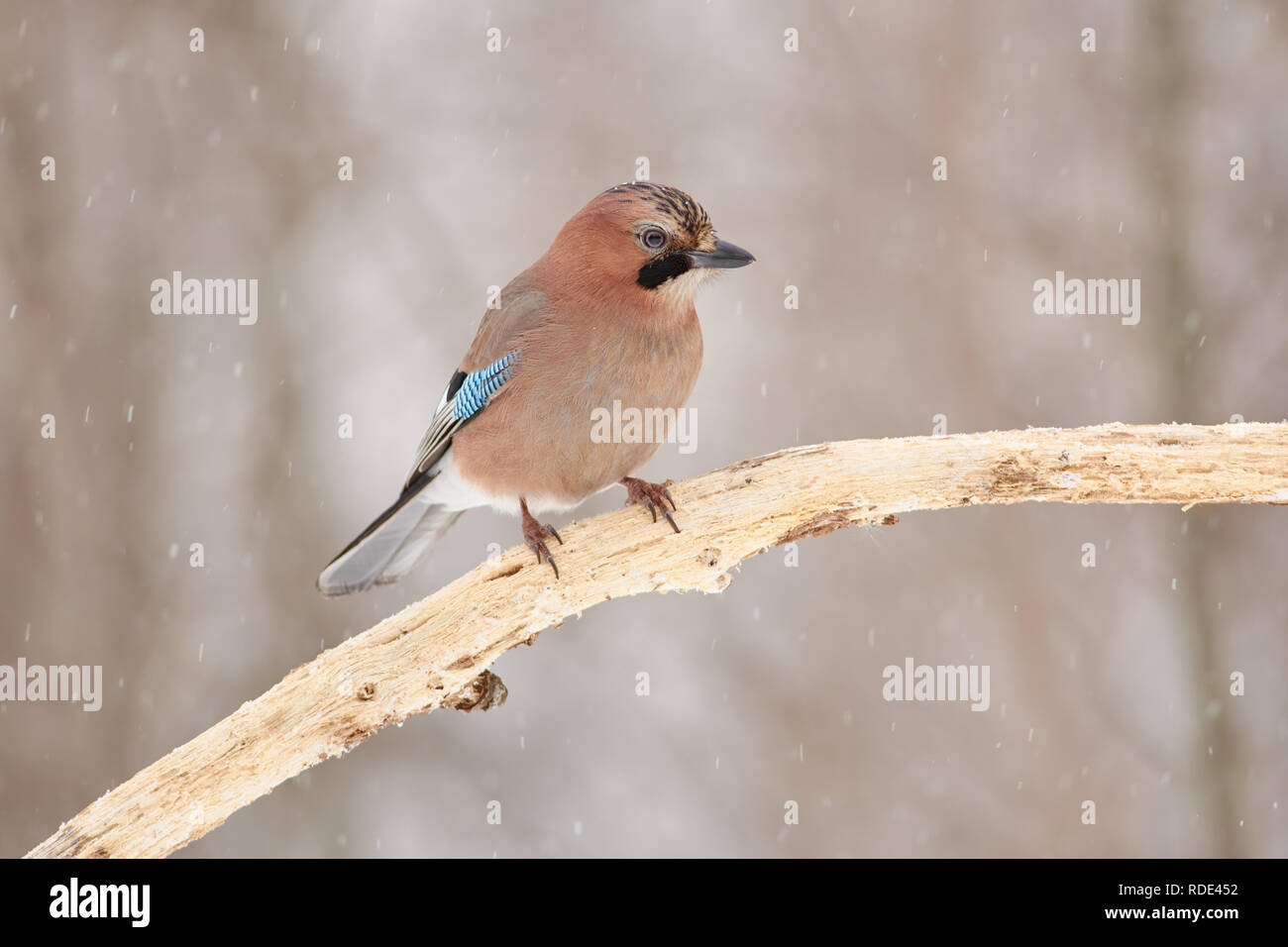 Eurasian jay (Garrulus glandarius) sits on a dry oak branch under falling snow in the spring forest park. Stock Photo