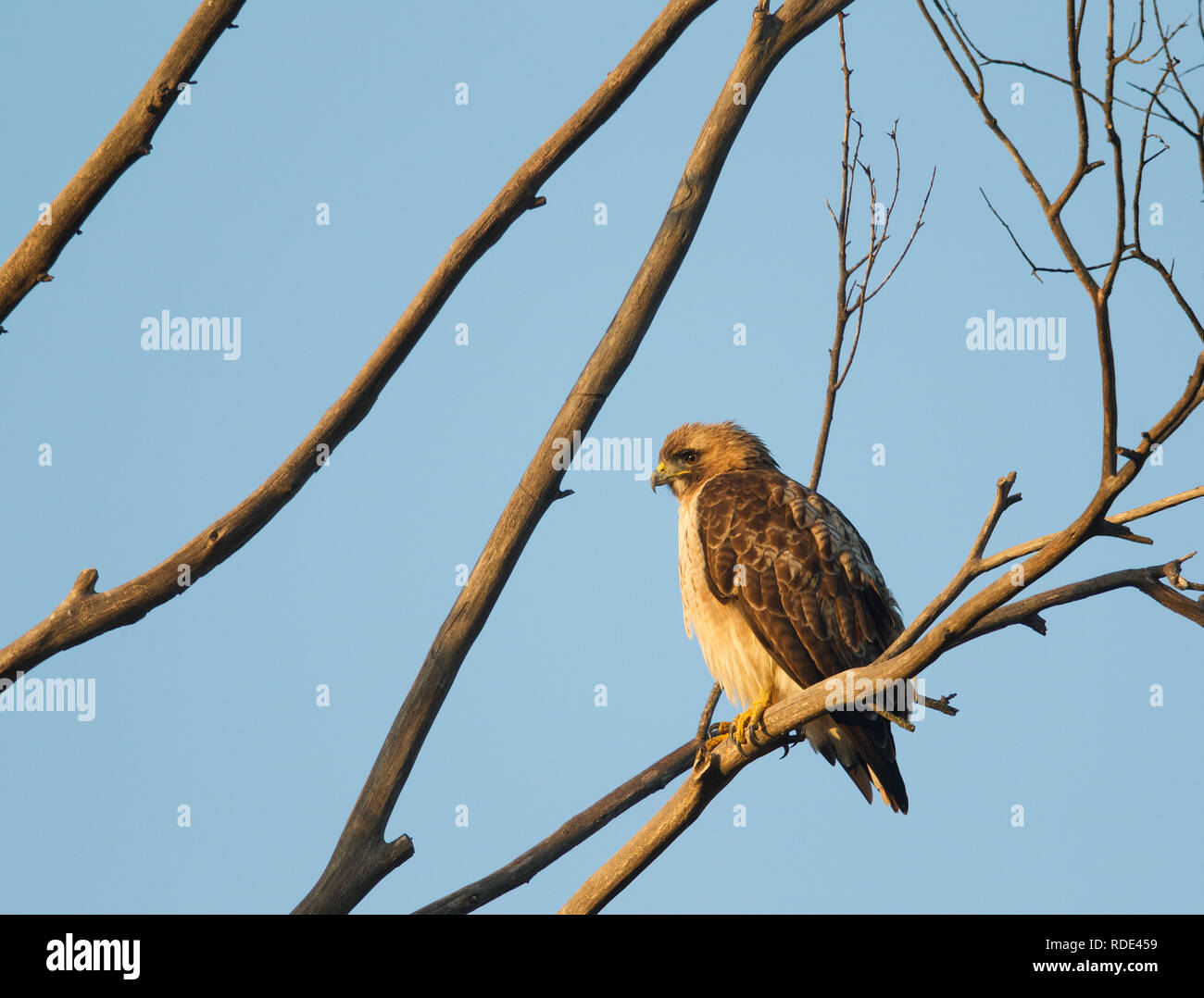 Red tailed hawk perched hi-res stock photography and images - Alamy