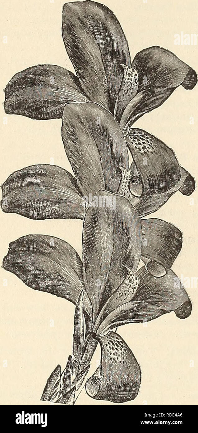 . E. G. Hill &amp; Co., wholesale florists. Nurseries (Horticulture) Indiana Richmond Catalogs; Flowers Seeds Catalogs; Flowers Seedlings Catalogs. 34 E. G. HILL Of CO., shaped buds. Constant bloomer. 10 cents each. $4.00 per 100. Weltoniensis. Too well known to need descrip- tion. 10 cents each; $4.00 per 100. COREOPSIS LANCEOLATA. A grand, hardy perennial; flowers on long stems. Very freely produced, bright shining yellow. $5.00 per 100. CISSUS DISCOLOR. The most beautiful of the hot house climbers; leaves resembling those of Begonia Rex. 75 cents per dozen.. CANNAS. NOVELTIES FOR '94. Baron Stock Photo